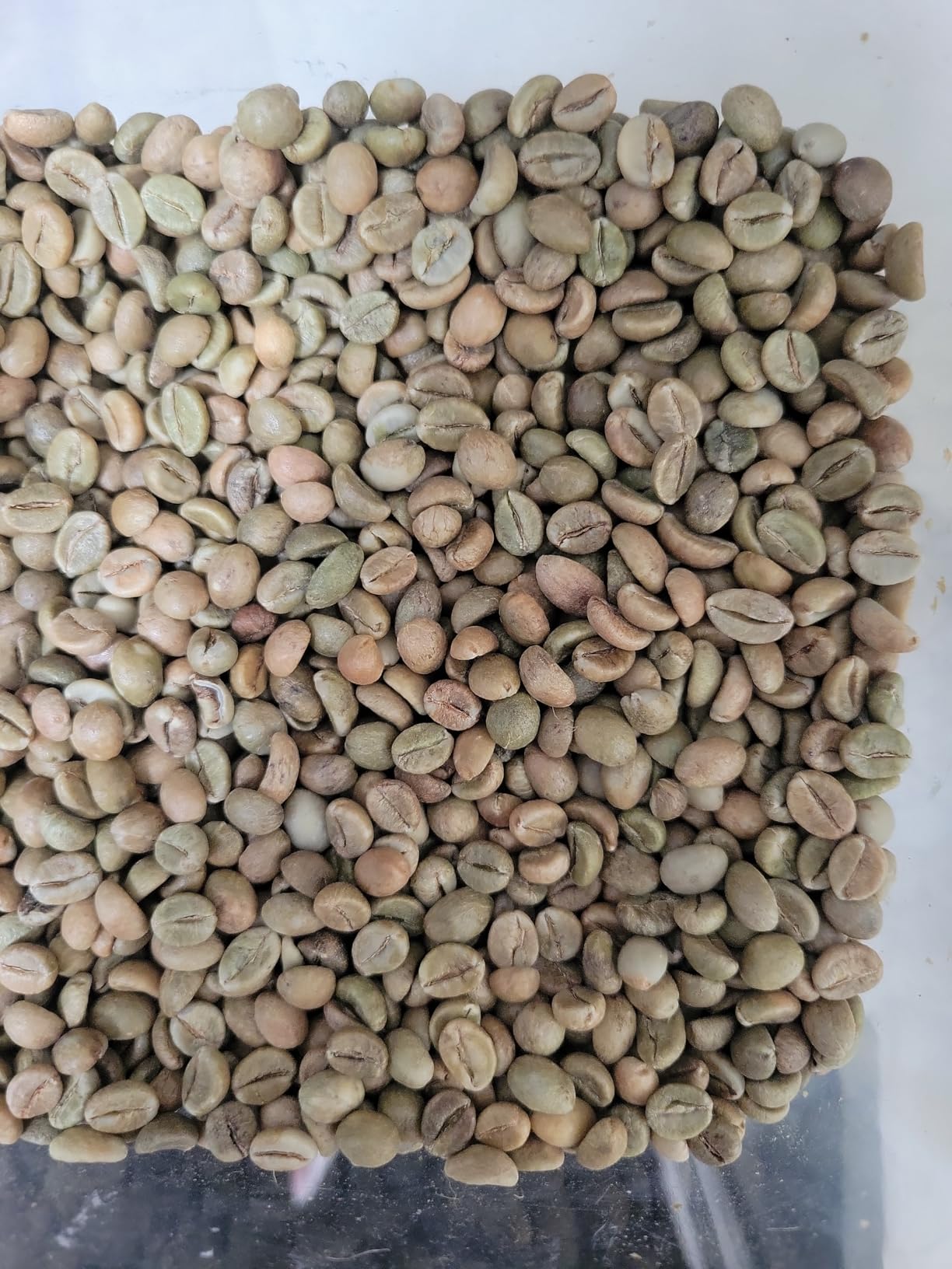 5-Pound (Pack of 1) Brazil Legender, Unroasted Green Coffee Beans, Fresh Current Crop Specialty Grade, For Home Coffee Roasters customer photo 2