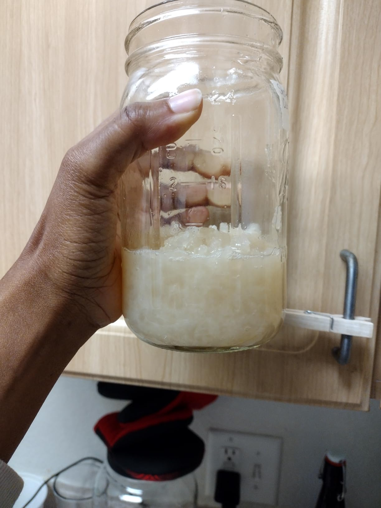One LARGE PORTION Cup Live Florida Sun Kefir LARGE Water Kefir Grains (Tibicos) Natural Probiotics customer photo 1