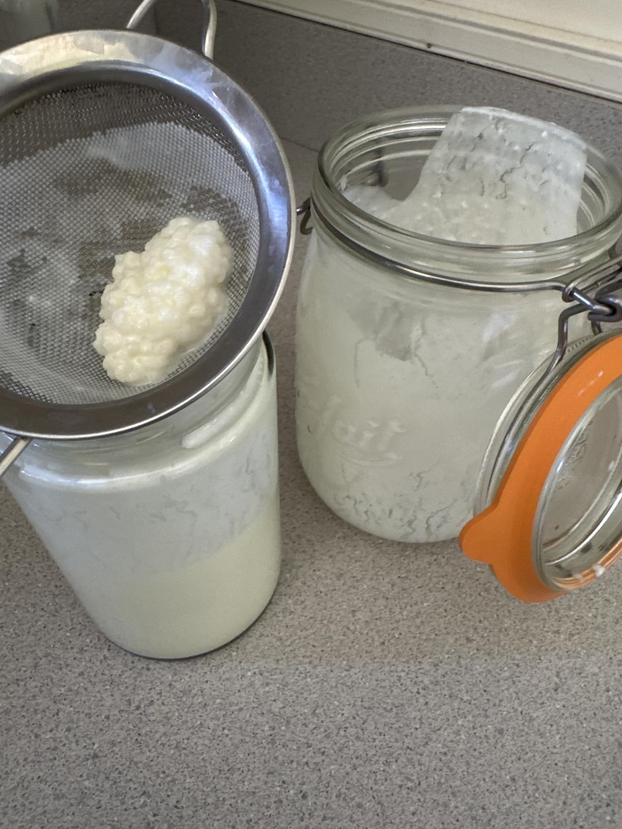 Lifetime Kefir Milk Kefir Grains customer photo 1
