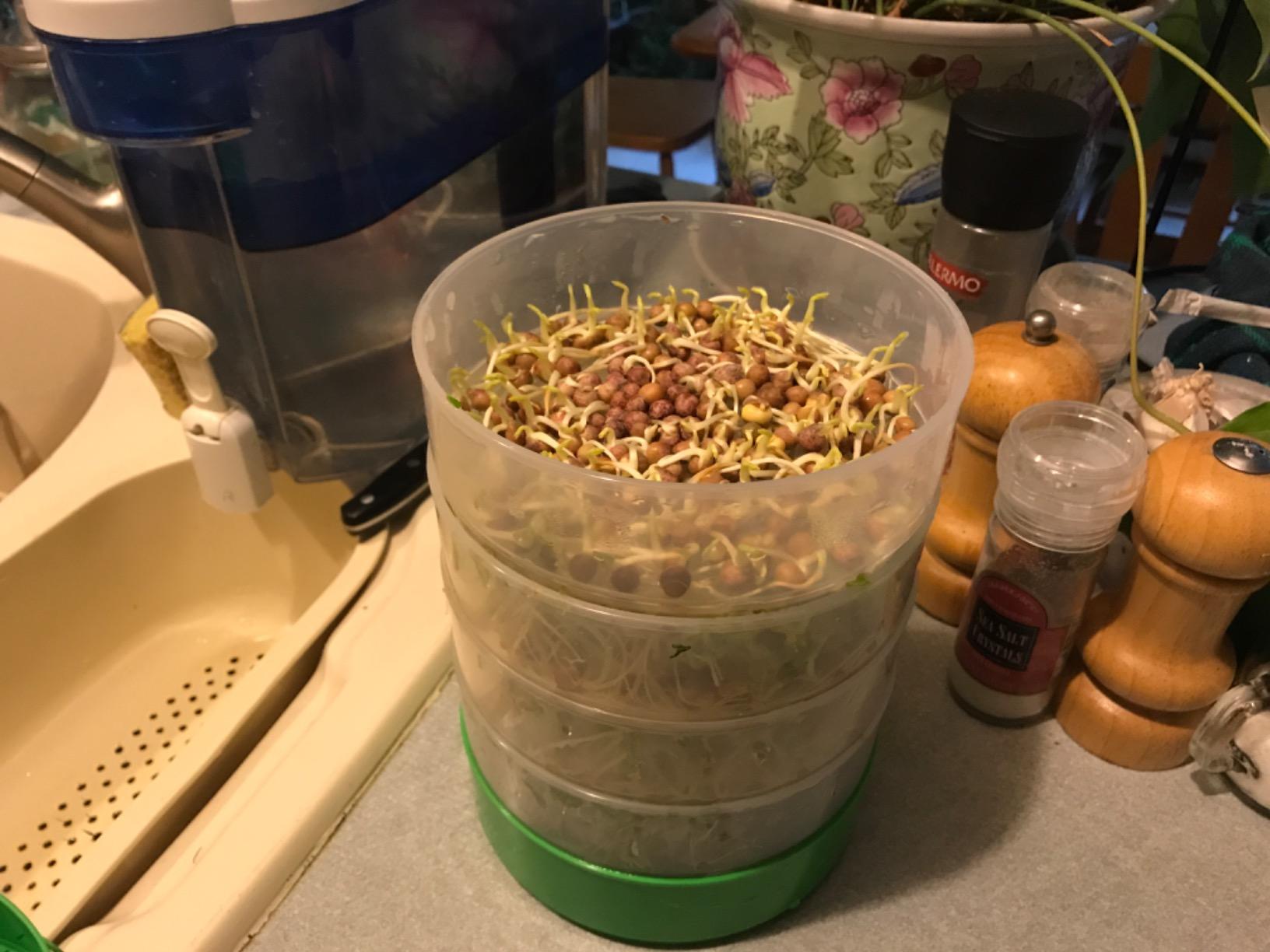 KITCHEN CROP Deluxe Seed Sprouter with 4 Growing Trays and 1 Seed Packets, (Alfalfa Seeds) Easily Grow Sprouts Indoors for a Healthy Lifestyle customer photo 1