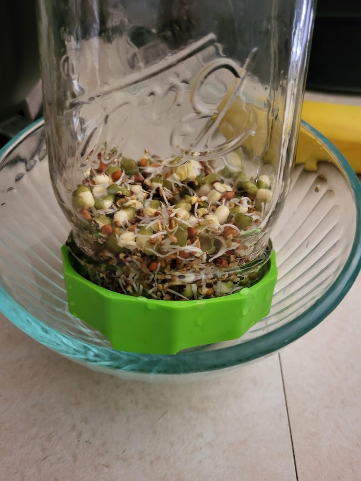 Masontops Bean Screen Plastic Mason Jar Sprouting Lids Mason Jar Sprouting Kit - For Growing Broccoli Seeds, Alfalfa, Mung Bean Sprouts - Wide Mouth Seed Sprouting Jar Lids Sprouting Kit Mason Jar customer photo 1