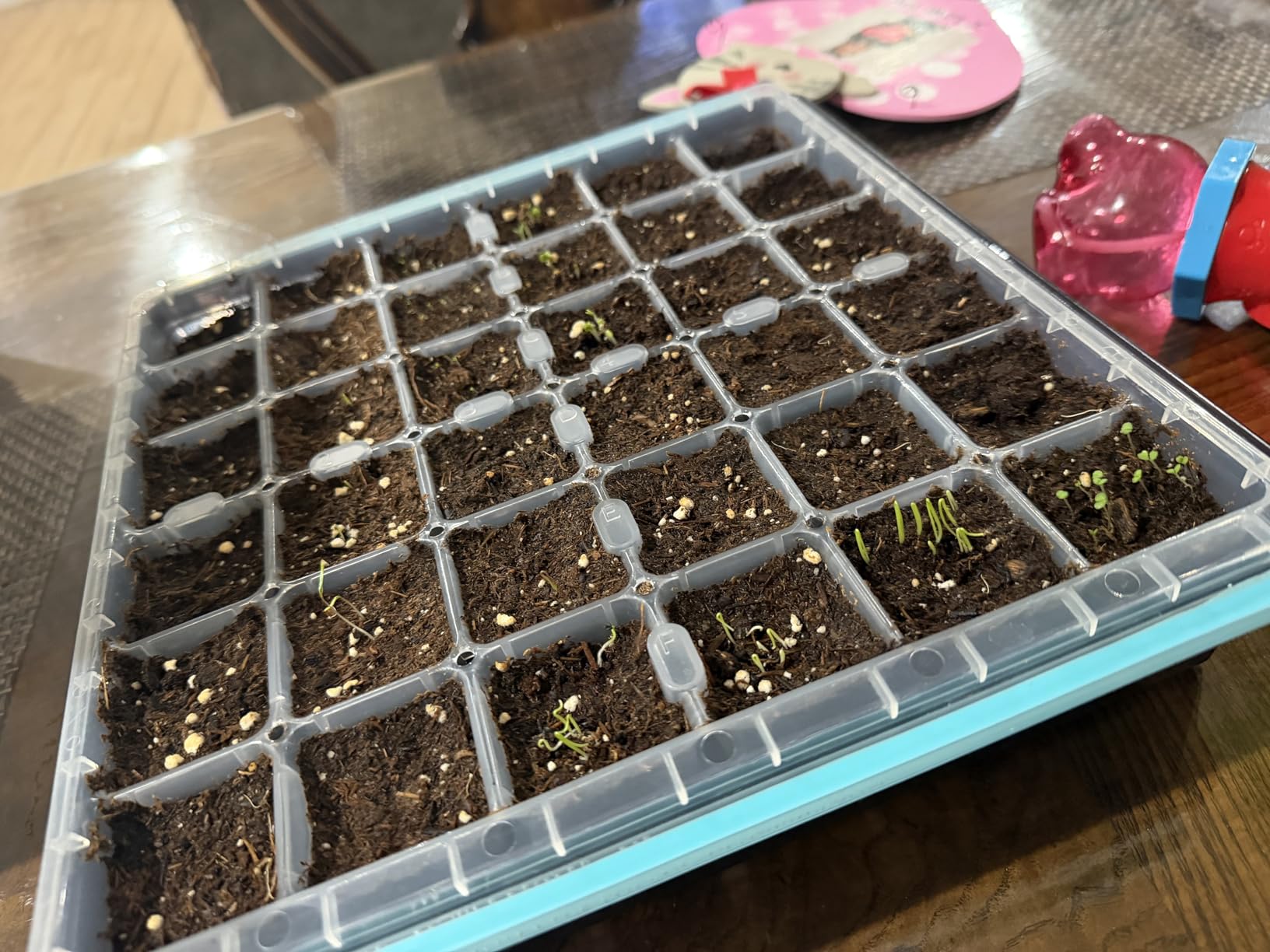 HOME GROWN Herb Seeds for Planting 15-Pack Massive Seed Count 4,300 Seeds Non-GMO Heirloom | Extra Large | Culinary Herb Kit, Indoor Outdoor & Hydroponic | Grow Your Own Herbs | Gardening Gift customer photo 1