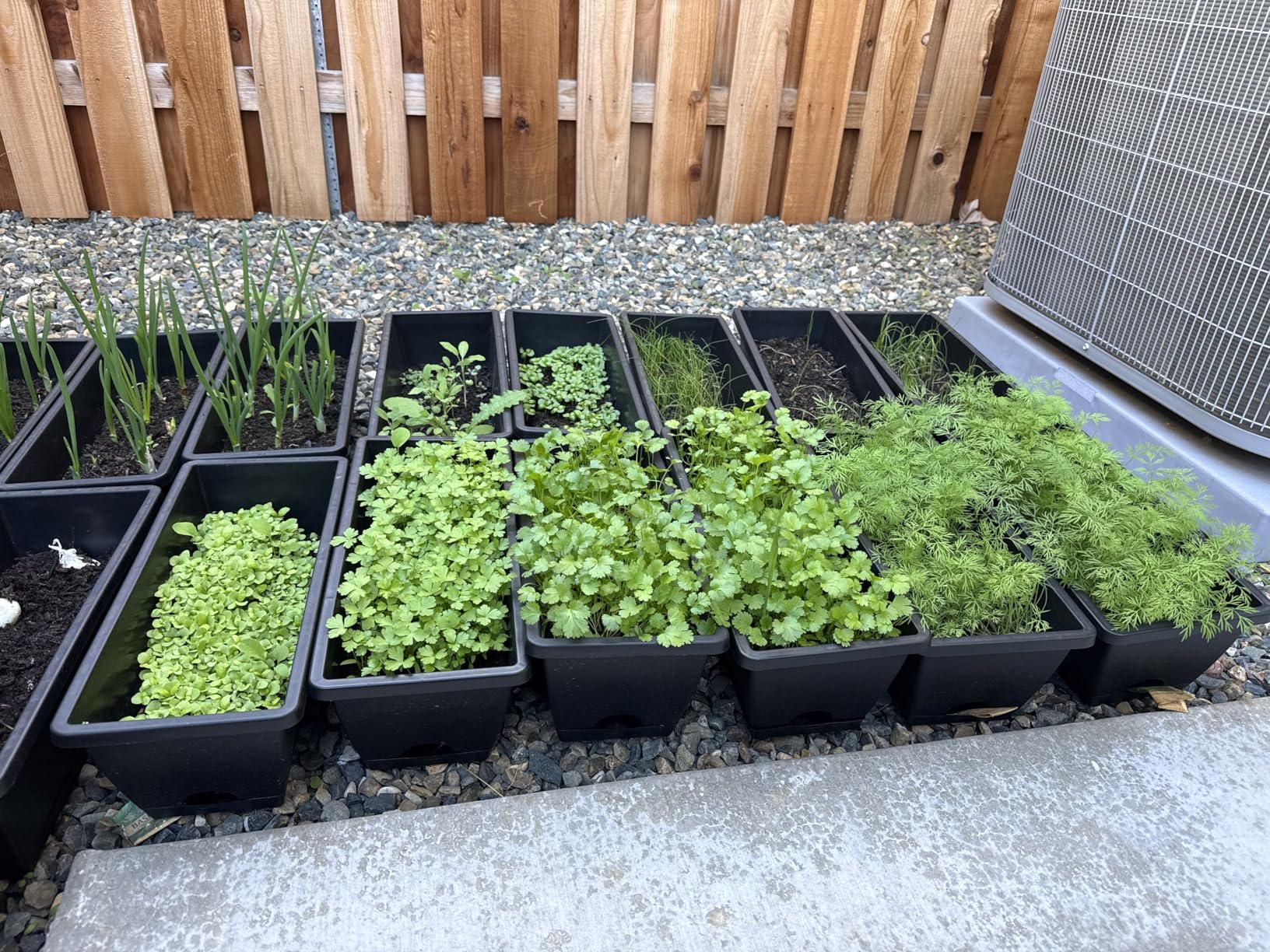 HOME GROWN Herb Seeds for Planting 15-Pack Massive Seed Count 4,300 Seeds Non-GMO Heirloom | Extra Large | Culinary Herb Kit, Indoor Outdoor & Hydroponic | Grow Your Own Herbs | Gardening Gift customer photo 2
