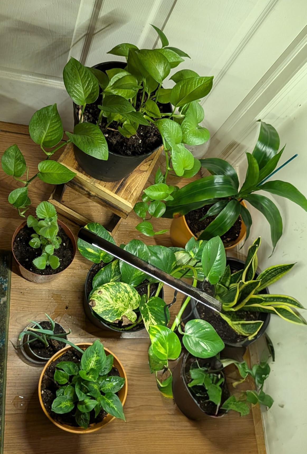 bseah Grow Light Plant Lights for Indoor Plants, Full Spectrum Plant Grow Lamp, 10 Dimmable Levels, Auto ON & Off with 3/9/12H Timer customer photo 1