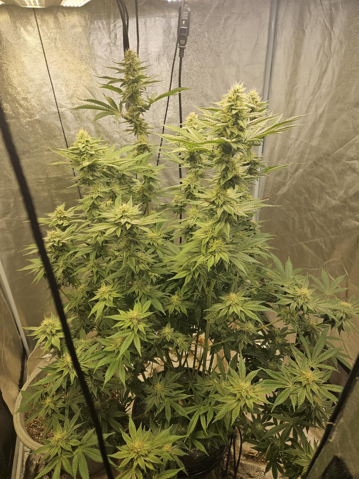 VEVOR DWC Hydroponic System, 5 Gallon 8 Buckets, Deep Water Culture Growing Bucket, Hydroponics Grow Kit with Pump, Air Stone customer photo 1