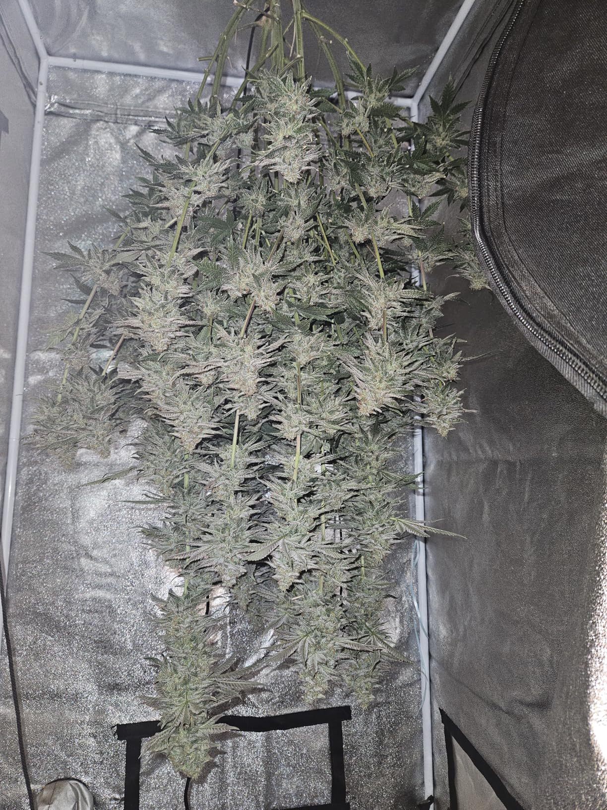 VEVOR DWC Hydroponic System, 5 Gallon 8 Buckets, Deep Water Culture Growing Bucket, Hydroponics Grow Kit with Pump, Air Stone customer photo 2