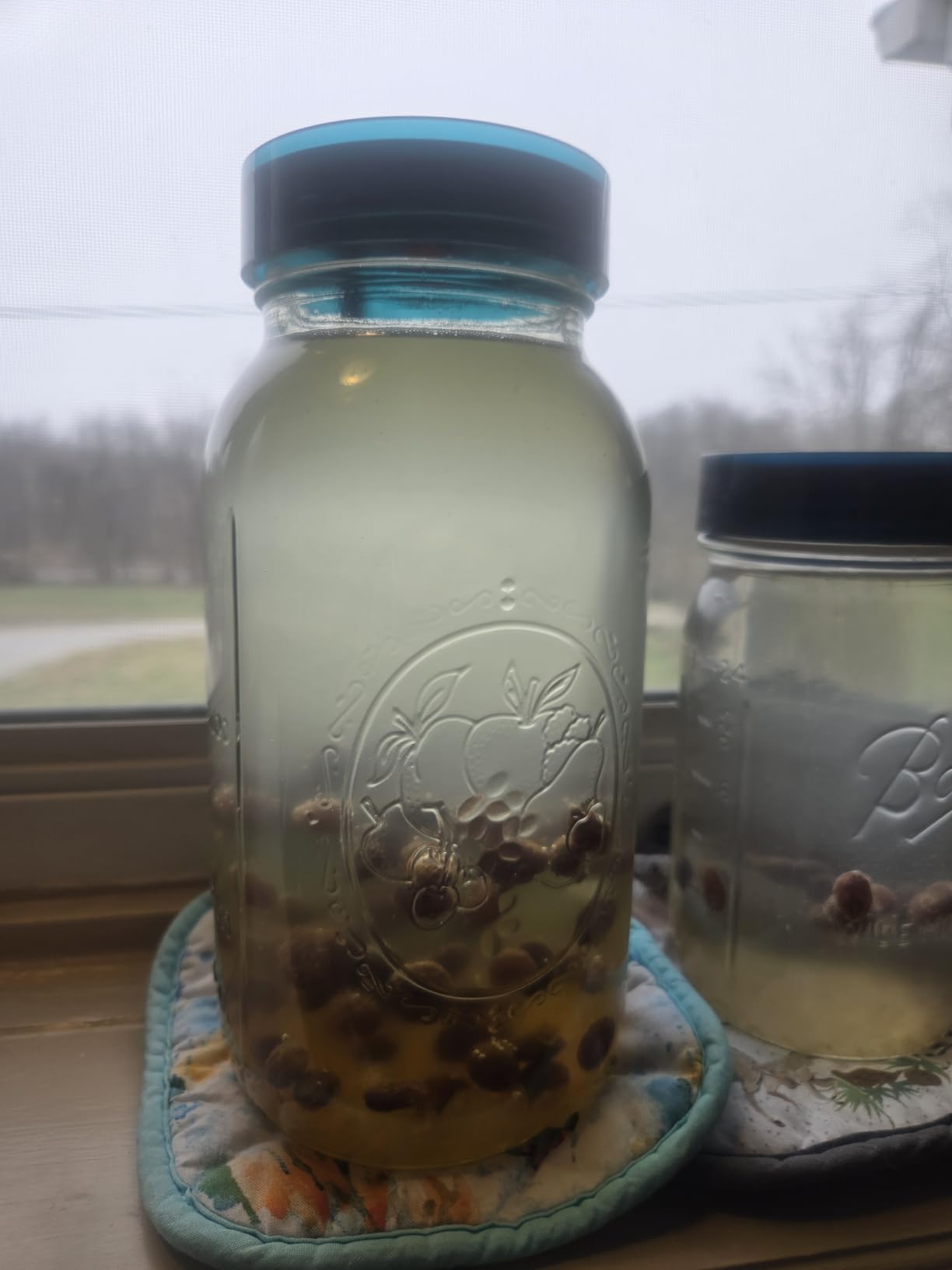 Natural Probio Water Kefir Grains - Starter Culture Kit - Fruit Kefir + Complete Guide, Recipe & Tips + Ebook Library Access + Customer Support (0.35 oz dehydrated / 2.12 oz rehydrated) customer photo 1