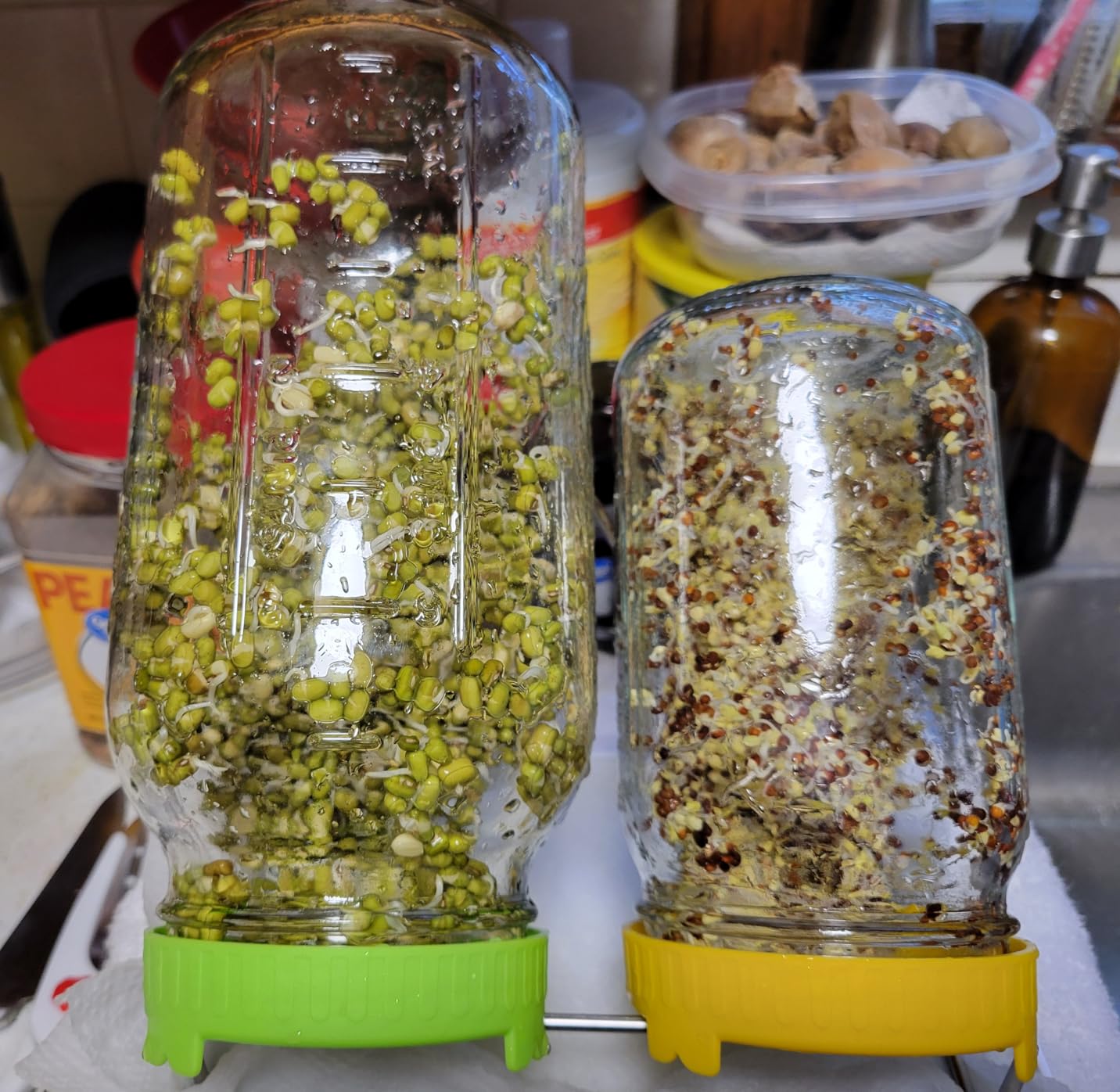 Seed Sprouting Kit, 2 Large Wide Mouth Mason Jars with Sprout Lids, Blackout Sleeves, Drain Tray, Stainless Steel Stand, Sprouts Growing Kit for Bean, Broccoli, Alfalfa (Yellow+Green) customer photo 1