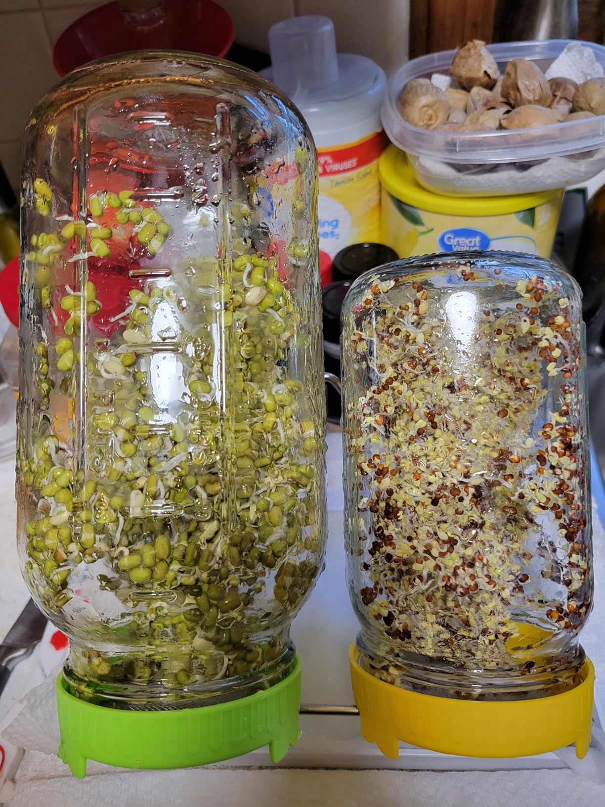 Seed Sprouting Kit, 2 Large Wide Mouth Mason Jars with Sprout Lids, Blackout Sleeves, Drain Tray, Stainless Steel Stand, Sprouts Growing Kit for Bean, Broccoli, Alfalfa (Yellow+Green) customer photo 2