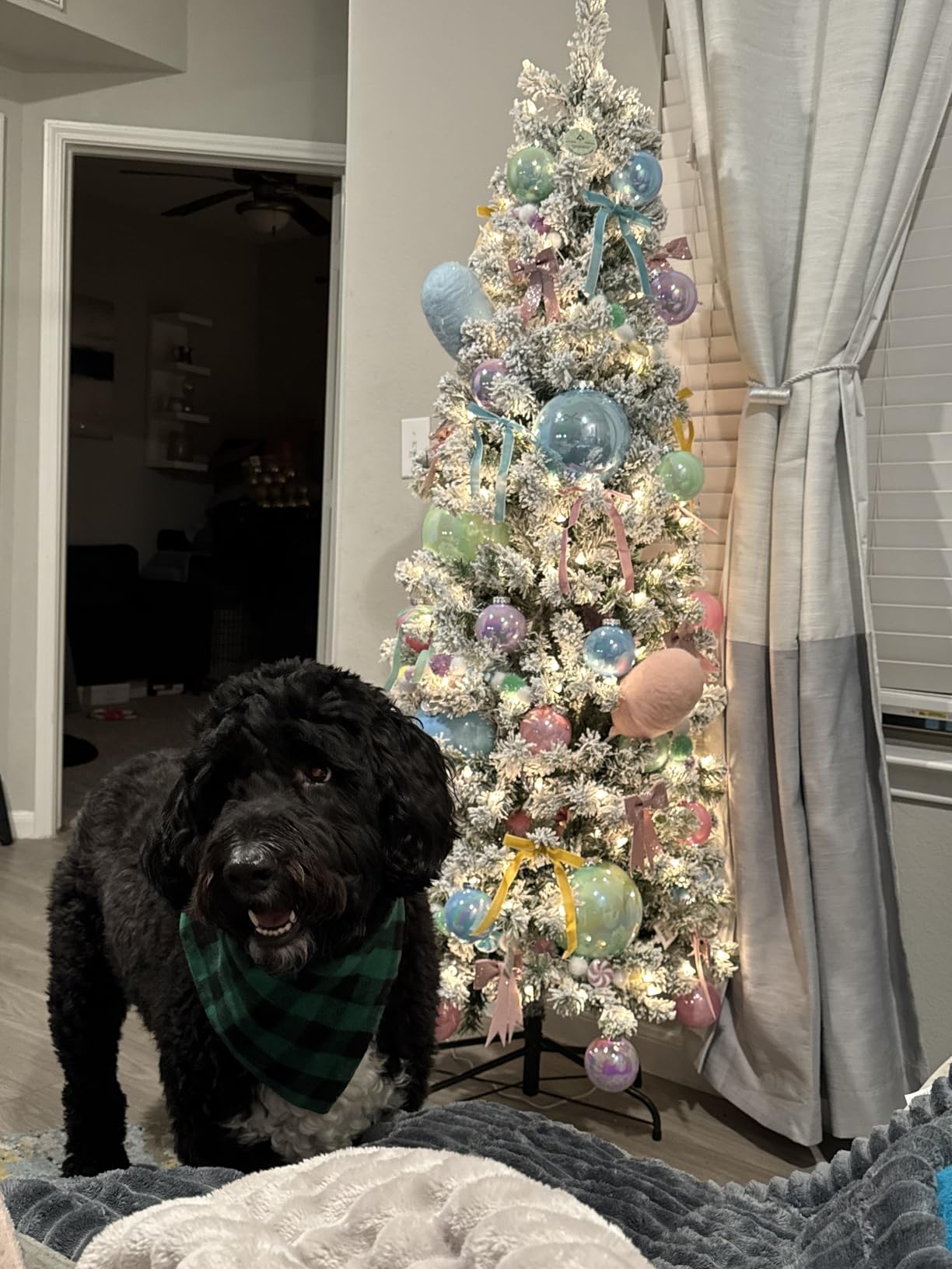 National Tree Company 6 ft Pre-Lit Flocked Acacia Slim Artificial Christmas Tree, 250 Warm White LED Lights, 512 Tips, Includes Stand, Green customer photo 1