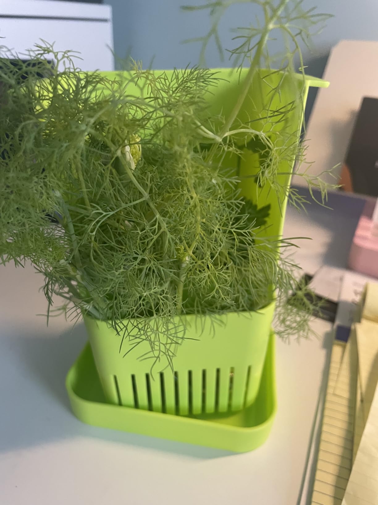 2 Pack Fresh Herb Keeper for Refrigerator, Clear BPA-Free Herb Saver, Storage Container for Cilantro, Parsley, Thyme, Mint & Asparagus, Preserver Keeps Fresh Herbs for 3 Times Longer customer photo 1