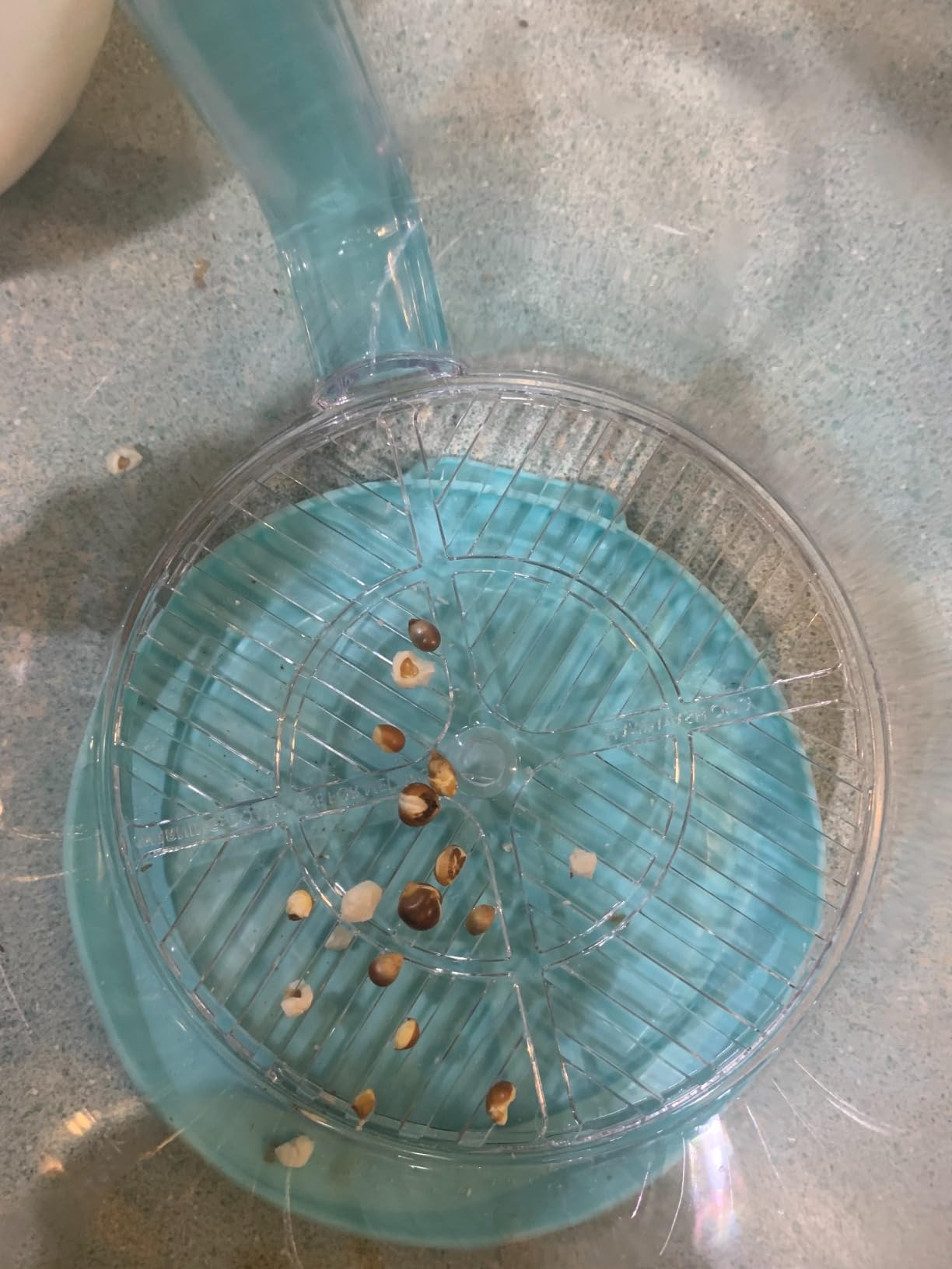 Presto 04811 PopLite My Munch Hot Air Popcorn Popper - Personal Sized, Built-In Serving Bowl, Compact Design, 8 Cups, Blue customer photo 1