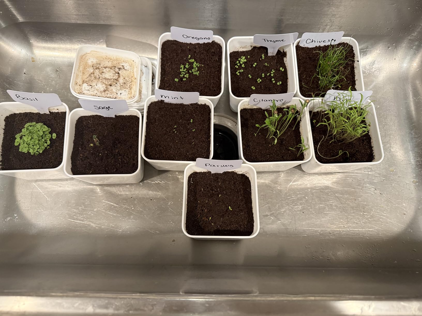 Indoor Herb Garden Kit - 10 Non-GMO Herb Seeds with Soil, Pots & Moisture Meter - Easy Windowsill Gardening Starter Set - Unique Gift for Gardeners, Home Chefs & Families customer photo 1
