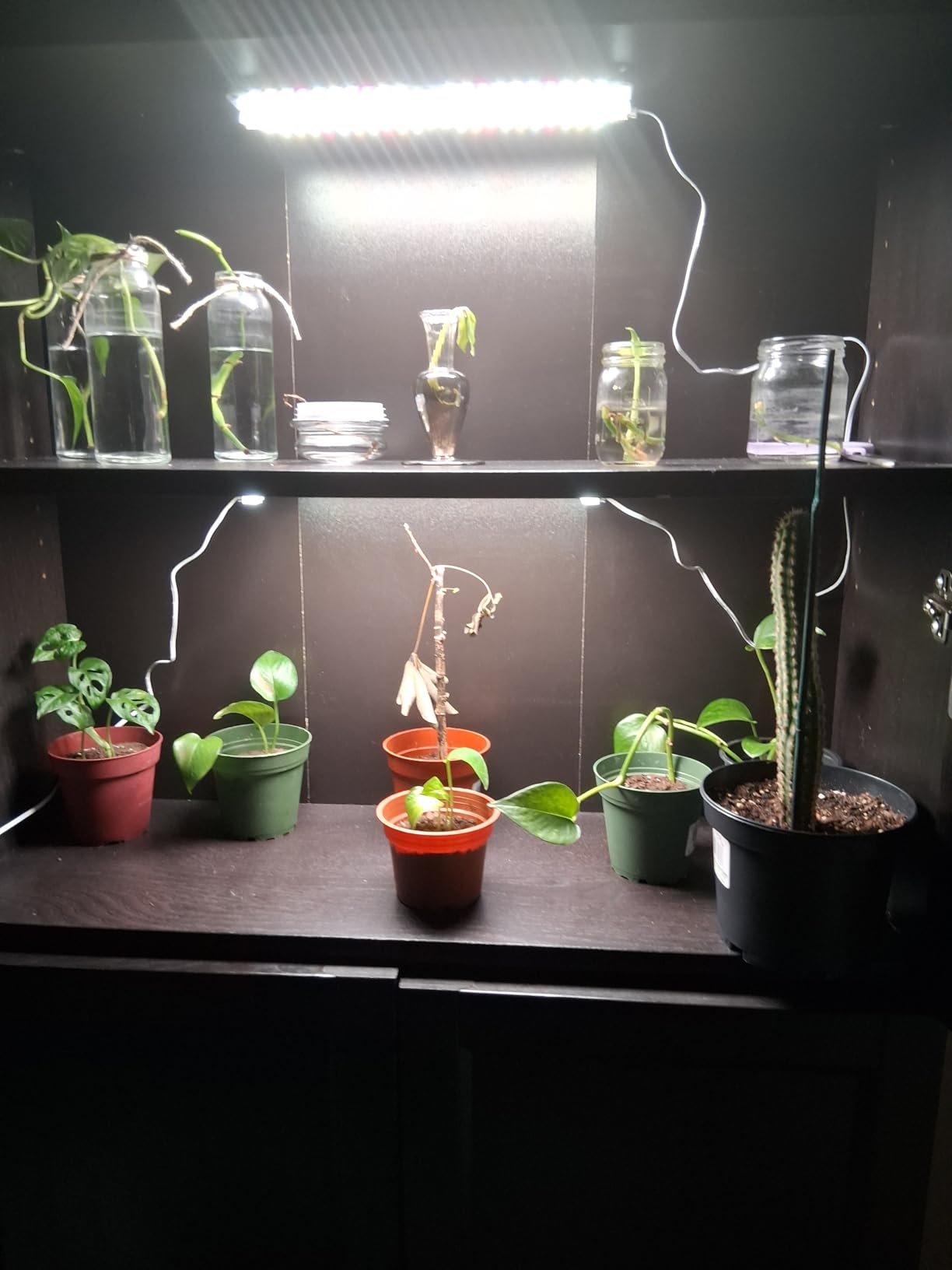 4-Pack Panel Grow Lights for Indoor Plants, FECiDA 2026 LED Plant Grow Light for Under Cabinet Plants, Full Spectrum Growing Lamp with 4,8,12,16,20 Hr Timer, Free Linking customer photo 2