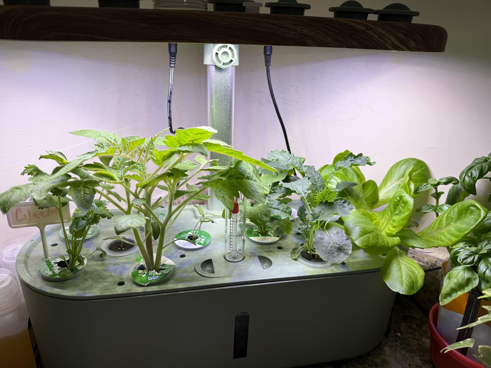Hydroponics Growing System Indoor Garden: 12 Pods Herb Garden Kit Indoor with LED Grow Light Plant Germination Kit Aeroponic Healthy Fresh Herbs Vegetables Hydroponic Planter for Home Kitchen Office customer photo 1