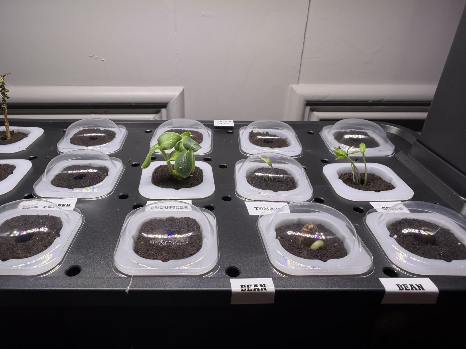 Hopegarden Indoor Garden Hydroponics Growing System: 15 Pods Plant Germination Kit Herb Vegetable Growth Lamp Countertop with LED Grow Light customer photo 1