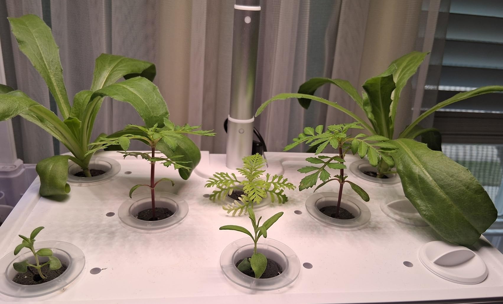 URUQ Hydroponics Growing System Garden: 8 Pods Indoor Herb Garden with Grow Light Plants Germination Kit Quiet Automatic Hydroponic Height Adjustable customer photo 1