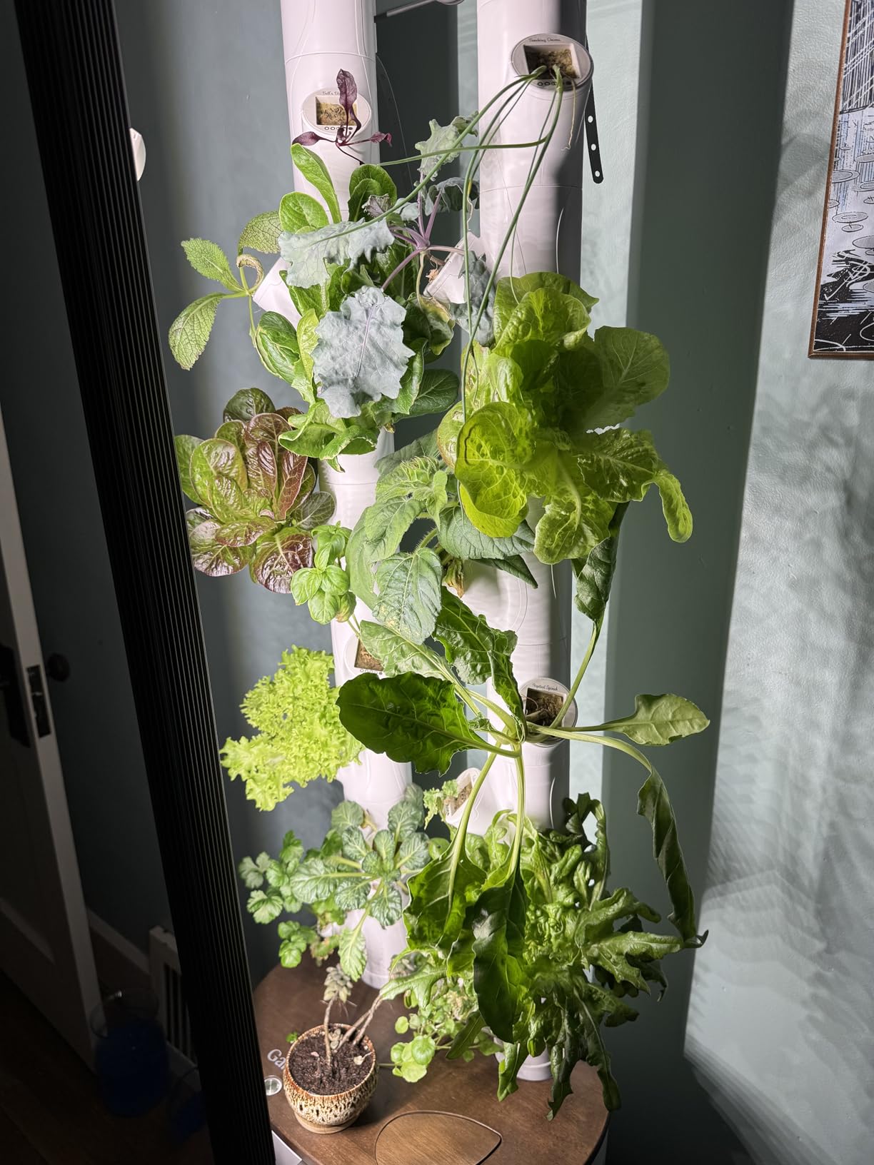 Gardyn Home 4 Vertical Hydroponics Growing System Kit - 30 Non-GMO Plants, Herbs, Vegetables - Smart Garden Hydroponic Herb Garden Planter Indoor Kit - Indoor Gardening System w/LED Grow Lights customer photo 2