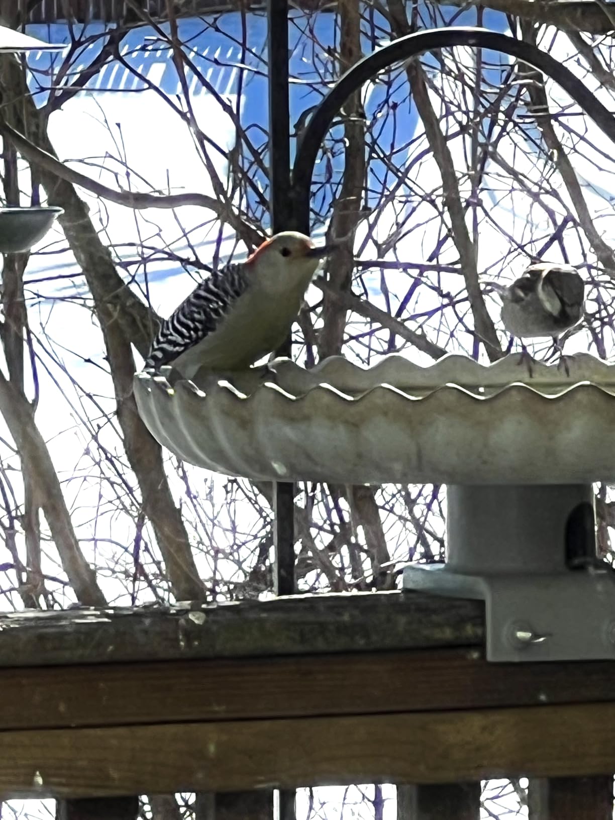 Farm Innovators Heated Bird Bath, 120W All Seasons Outdoor Decor Bath Tray for Birds - Birdbath with Twist-On Deck Mount & Realistic Stone Look Design customer photo 1