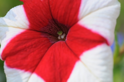 Tokina AF 100mm F/2.8 Macro at-X 100AF PRO D - Nikon customer photo 2