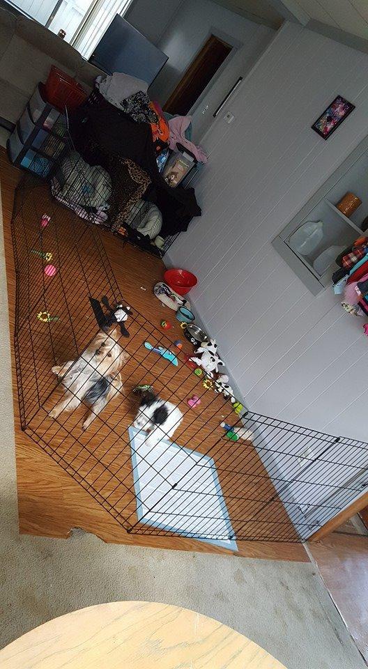 MidWest Homes for Pets 24-Inch Exercise Pen, for Indoor and Outdoor use, 16 Sq Feet of Play, Folding Dog Pen, No Door Design for Maximum Security, Easy to Set Up, Foldable Dog Playpen customer photo 1