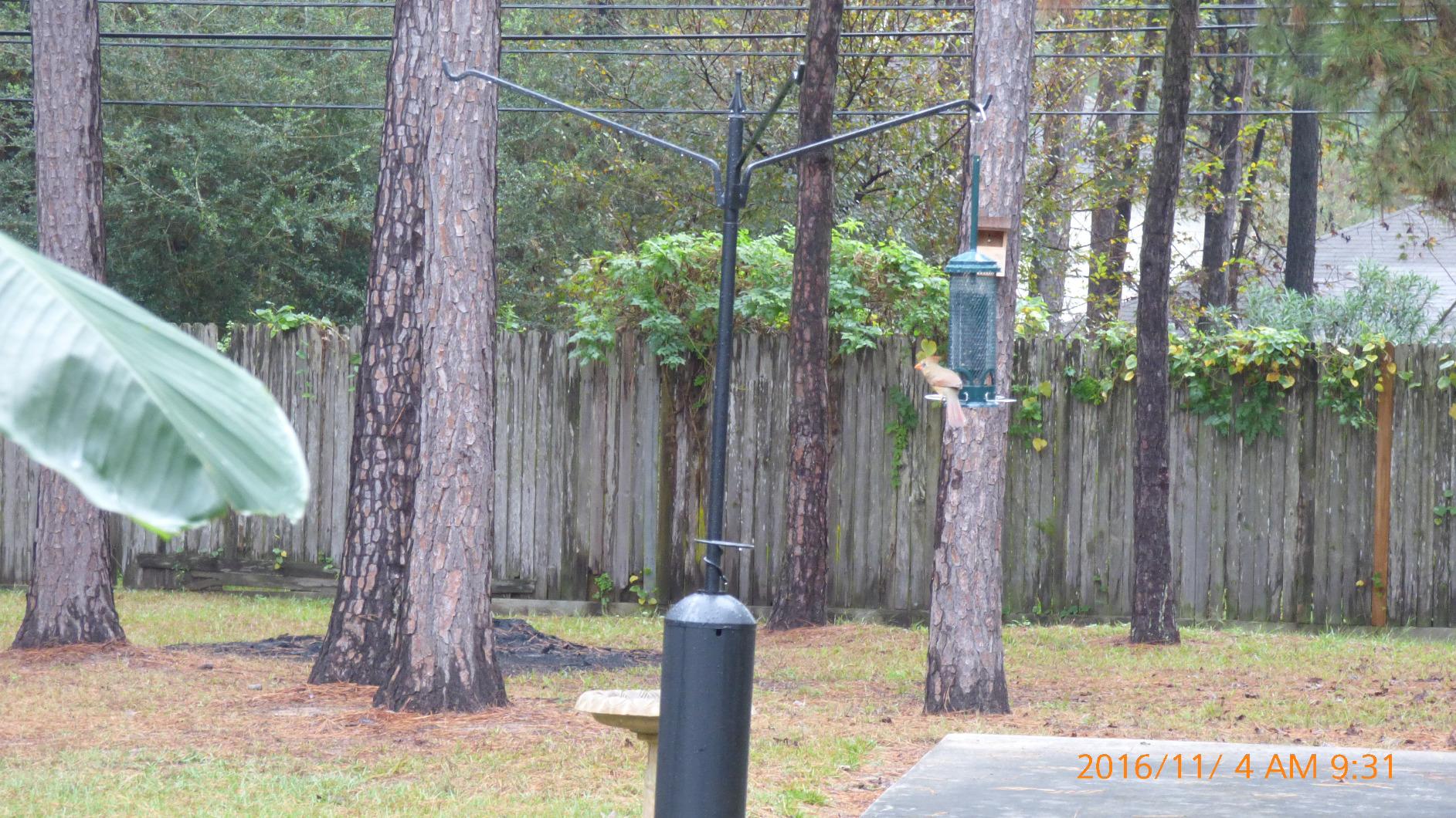 Squirrel Buster Mini Squirrel-Proof Bird Feeder for Wild Birds - 4 Metal Perches, 1 lb Seed Capacity, Chew-Proof Design, Lifetime Care, Garden Green customer photo 1