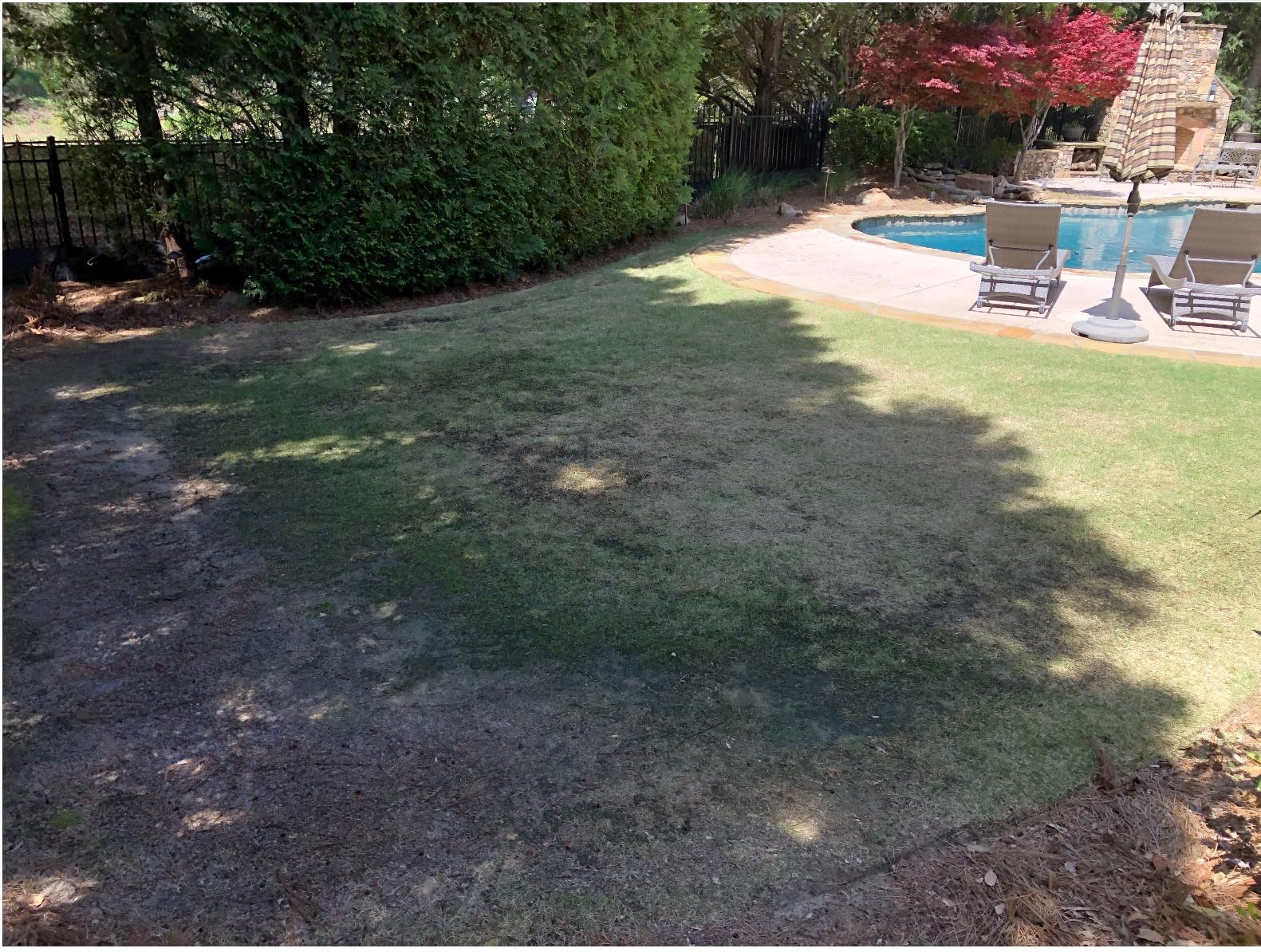 Jonathan Green (10622) Black Beauty Dense Shade Grass Seed - Cool Season Lawn Seed (1 lb) customer photo 1