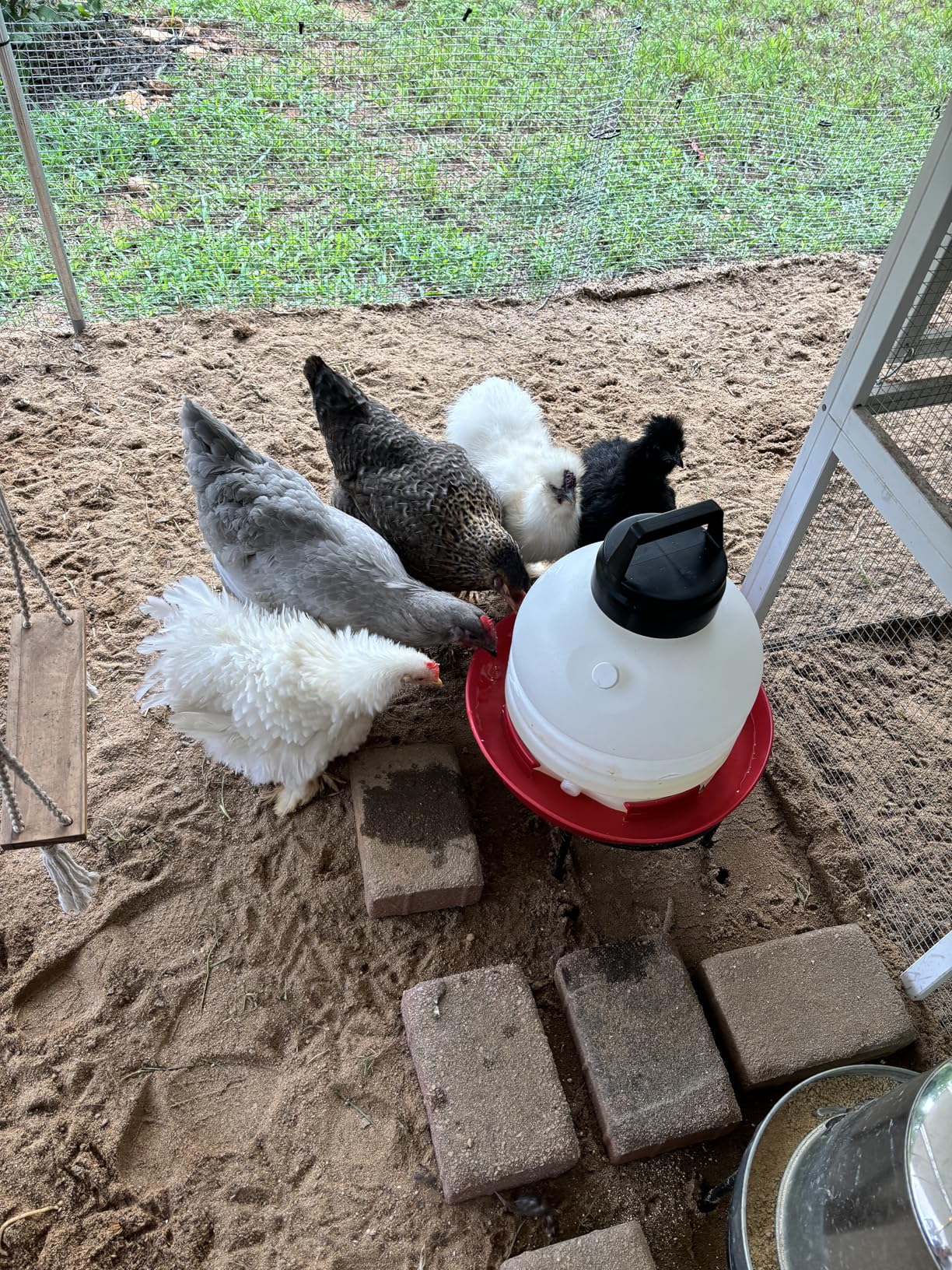 FARM-TUFF Hanging Chicken Waterer, 3 Gallon Capacity - Durable BPA-Free Plastic Poultry Fountain with Top Fill Design - Automatic Water Dispenser for Chickens, Ducks, Turkeys & Game Birds customer photo 1