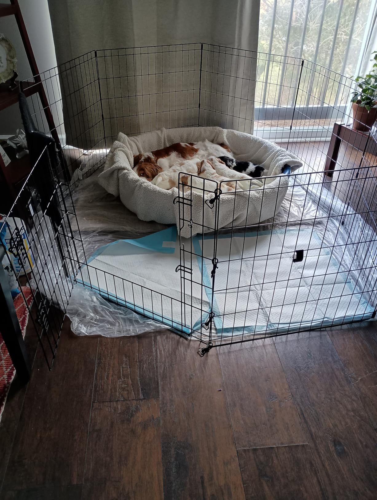 MidWest Homes for Pets 24-Inch Exercise Pen, for Indoor and Outdoor Use, 16 Sq Feet of Play, Single Door Folding Dog Pen, with Large Door Opening & Secure Latch, Easy to Set Up, Foldable Dog Playpen customer photo 2