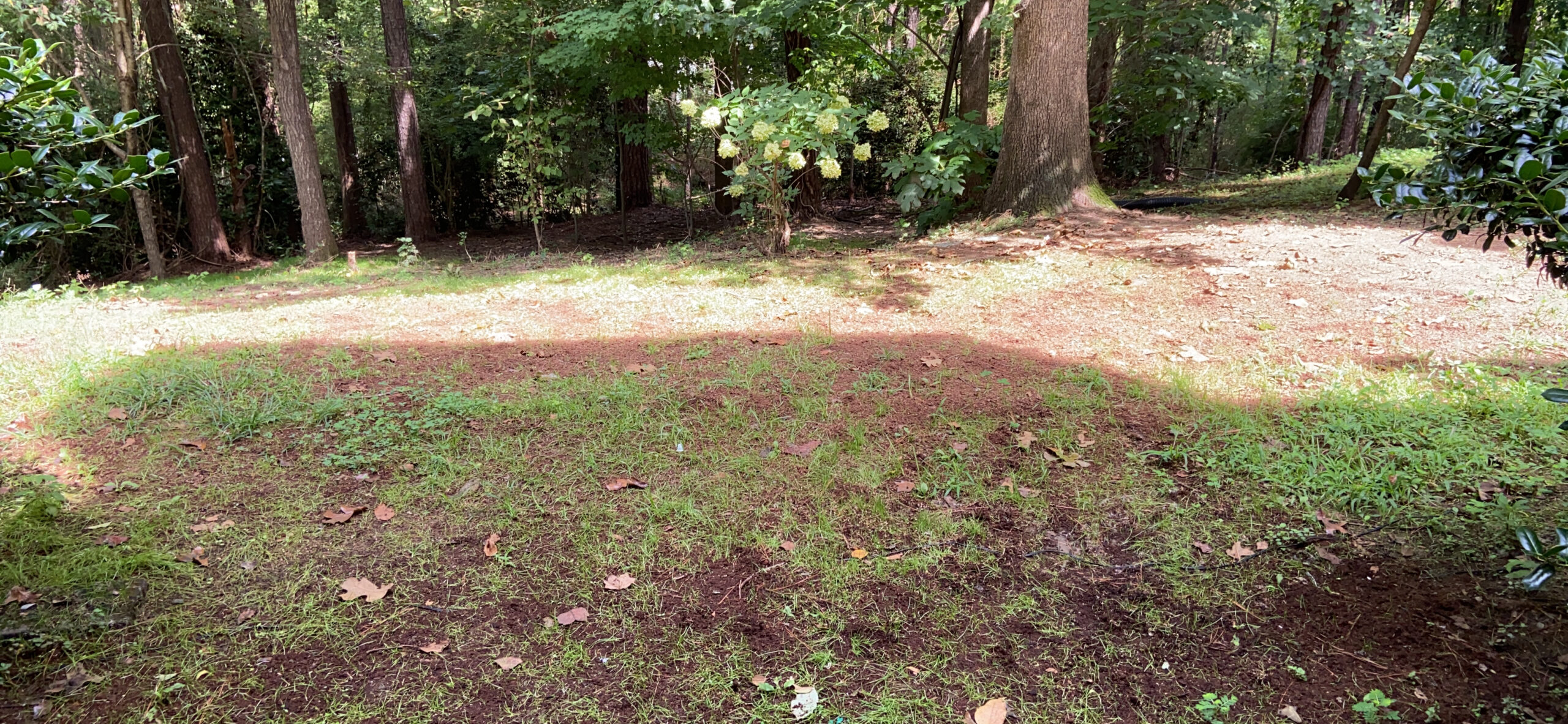 X-Seed Ultra Premium Shady Lawn Grass Seed Blend - Heavy Shade Grass Seed Mixture - Grows Thick in Shady Areas, Performs Well in Poor Soils, Requires Less Fertilizer and Water - 3 lbs customer photo 1