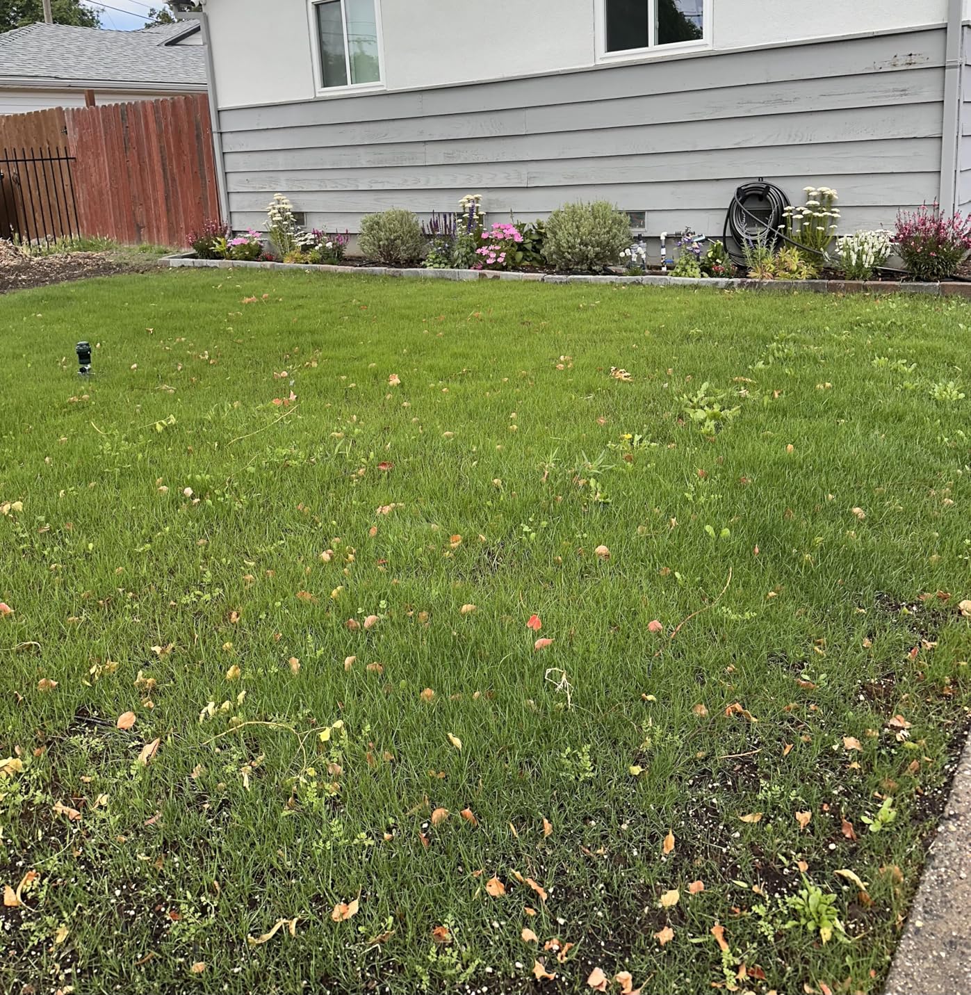 Outsidepride Legacy Fine Fescue Grass Seed Mix - 10 lbs. Shade & Sun Tolerant Blend of Hard, Chewings & Creeping Red with OptiGrowth Coating for Better Establishment customer photo 1