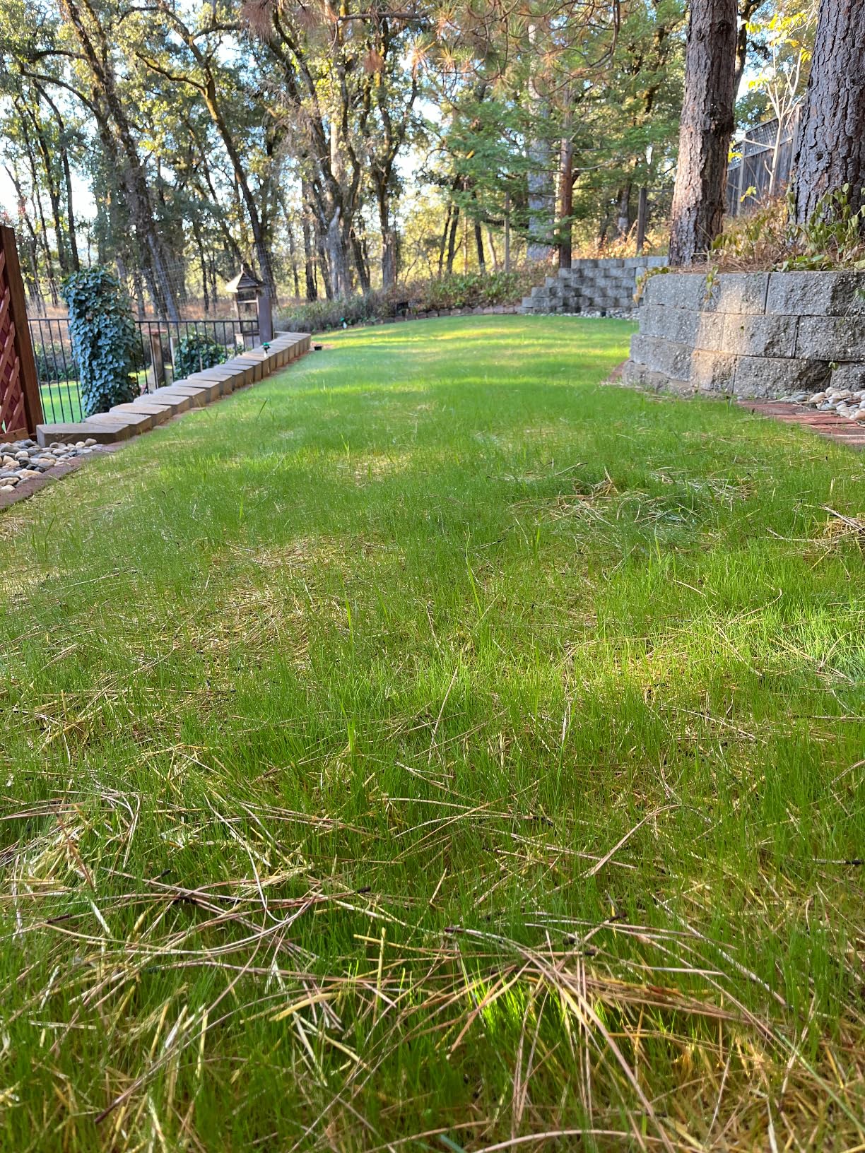 Outsidepride Legacy Fine Fescue Grass Seed Mix - 10 lbs. Shade & Sun Tolerant Blend of Hard, Chewings & Creeping Red with OptiGrowth Coating for Better Establishment customer photo 2
