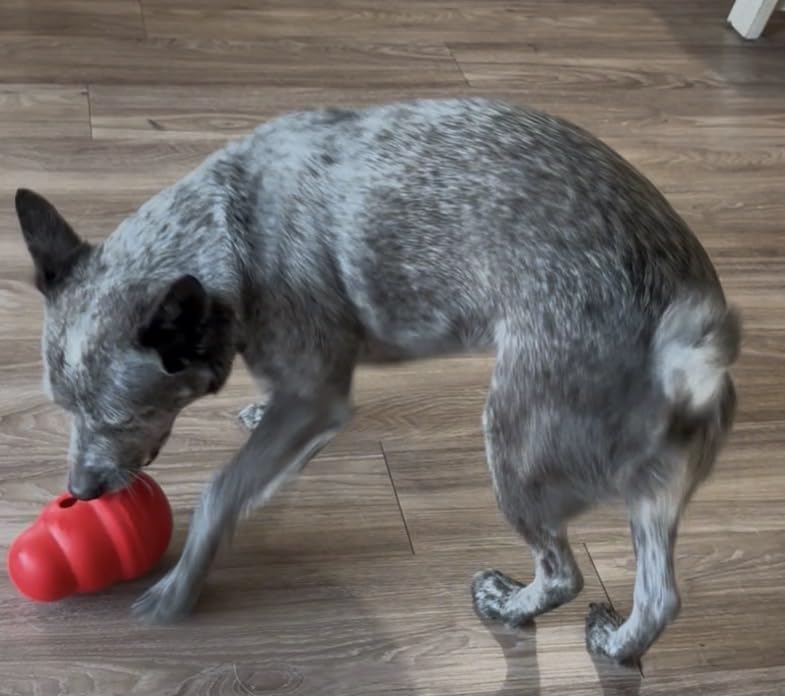 KONG Wobbler - Interactive Dog Toy for Treat Dispensing - Dog Slow Feeder for Healthy Eating - for Medium/Small Dogs customer photo 1
