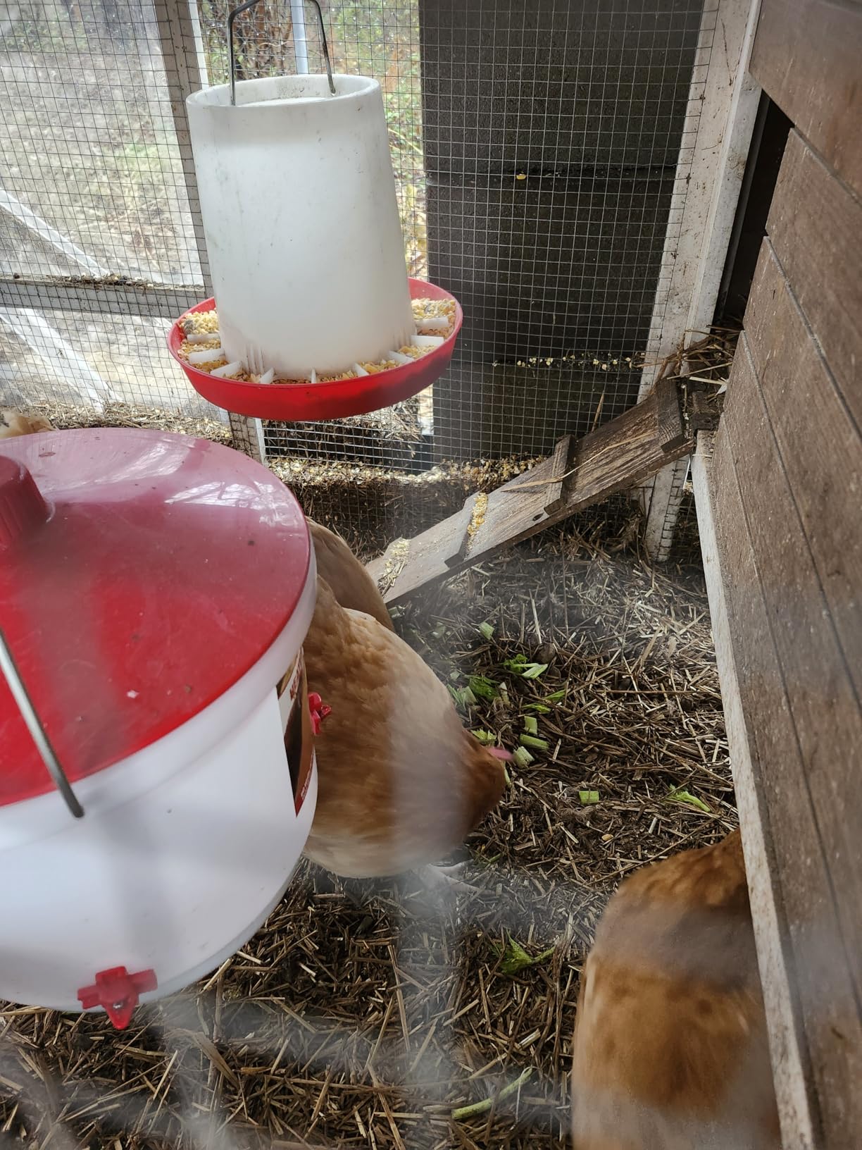 Farm Innovators Heated Waterer with Lid, 60W Hanging Water Dispenser - 2 Gallon Poultry Drinker Bucket with Red Top for Chickens, Turkeys, and Geese customer photo 2