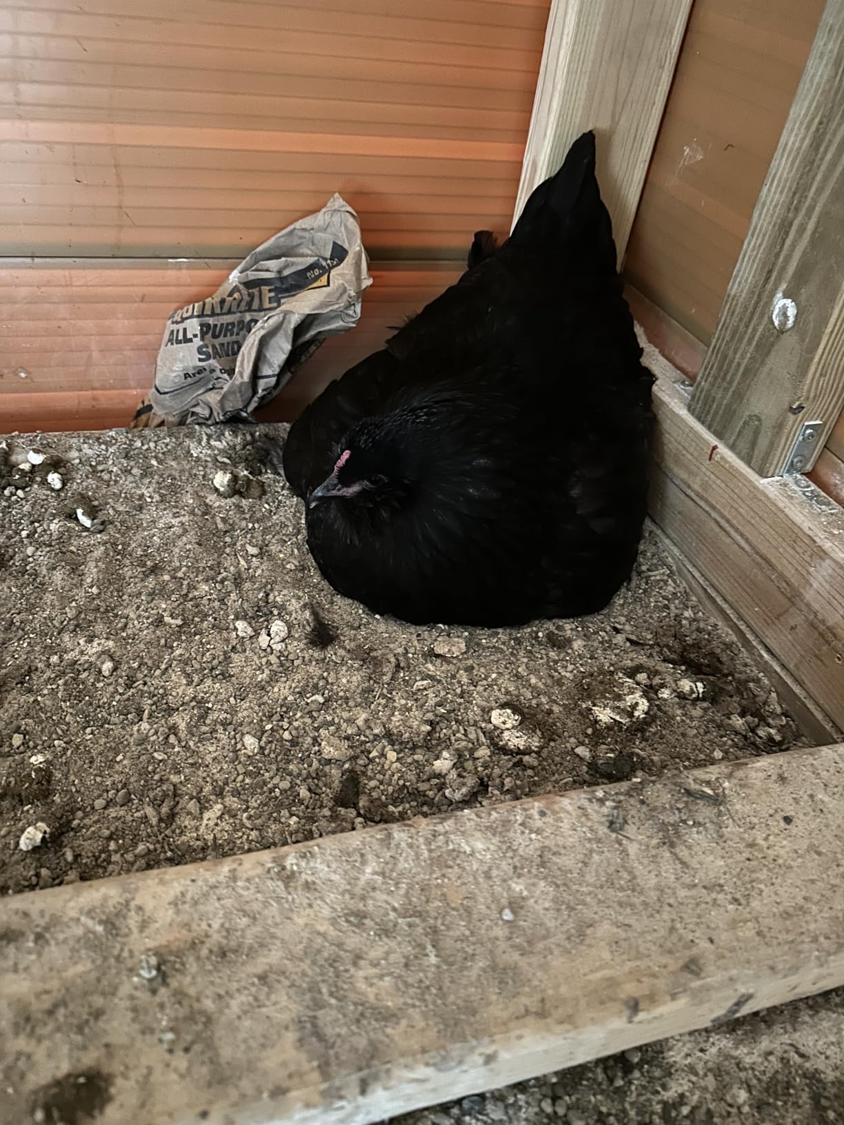 Little Giant Single Plastic Nesting Box Chicken Nest Box with Perch customer photo 1