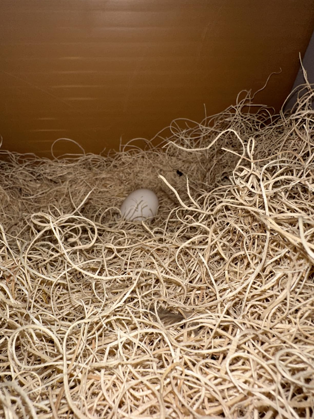Little Giant Single Plastic Nesting Box Chicken Nest Box with Perch customer photo 2