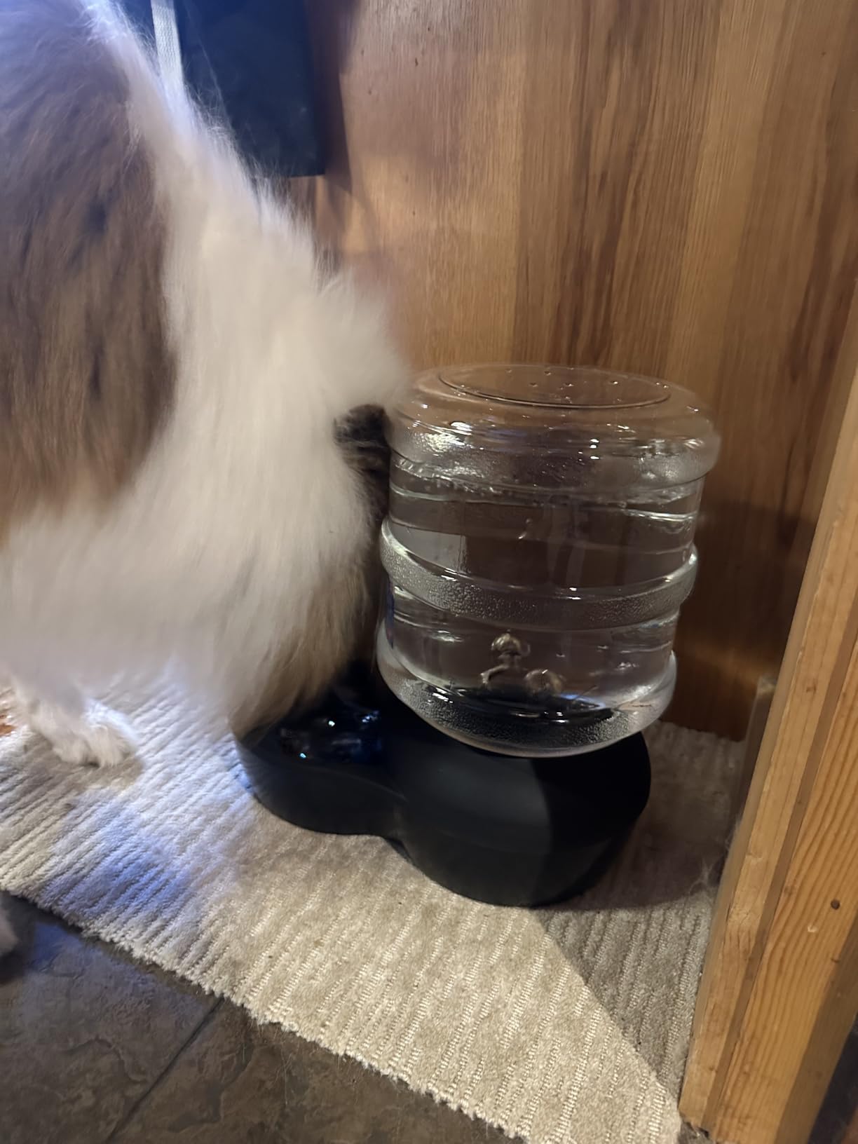 Petmate Aspen Pet Lebistro Gravity Waterer, 2.5 Gallon, Made in USA customer photo 1
