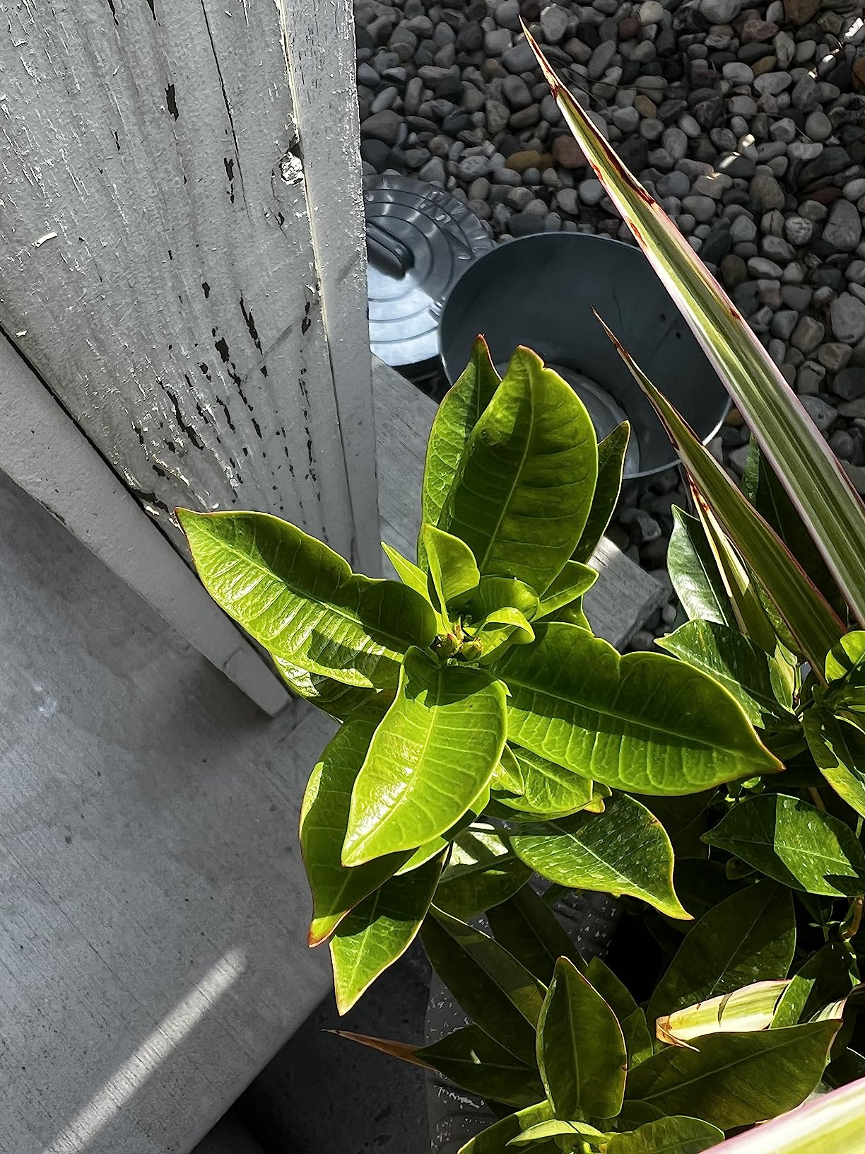 Fox Farm Big Bloom Liquid Plant Food - Organic Bloom Fertilizer for Flowering & Fruiting Plants, Contains Earthworm Castings & Bat Guano - 0-0.5-0.7 NPK, 1 Pint customer photo 2
