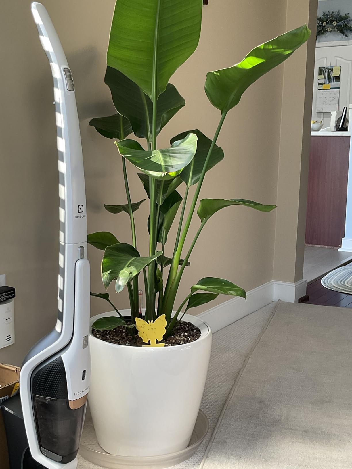 Lechuza Self Watering Plant Pot Classico 21 LS Garden Flower Indoor Outdoor Small Table Plastic Planter with Drainage Hole D21 H20 cm White High-Gloss customer photo 2