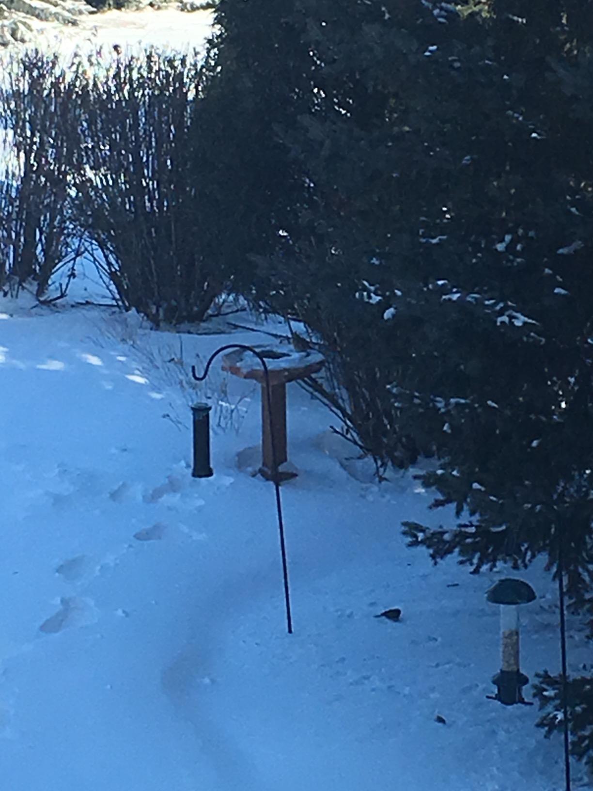 Songbird Essentials Heated Birdbath customer photo 1