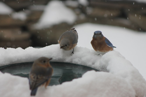 Songbird Essentials Heated Birdbath customer photo 2