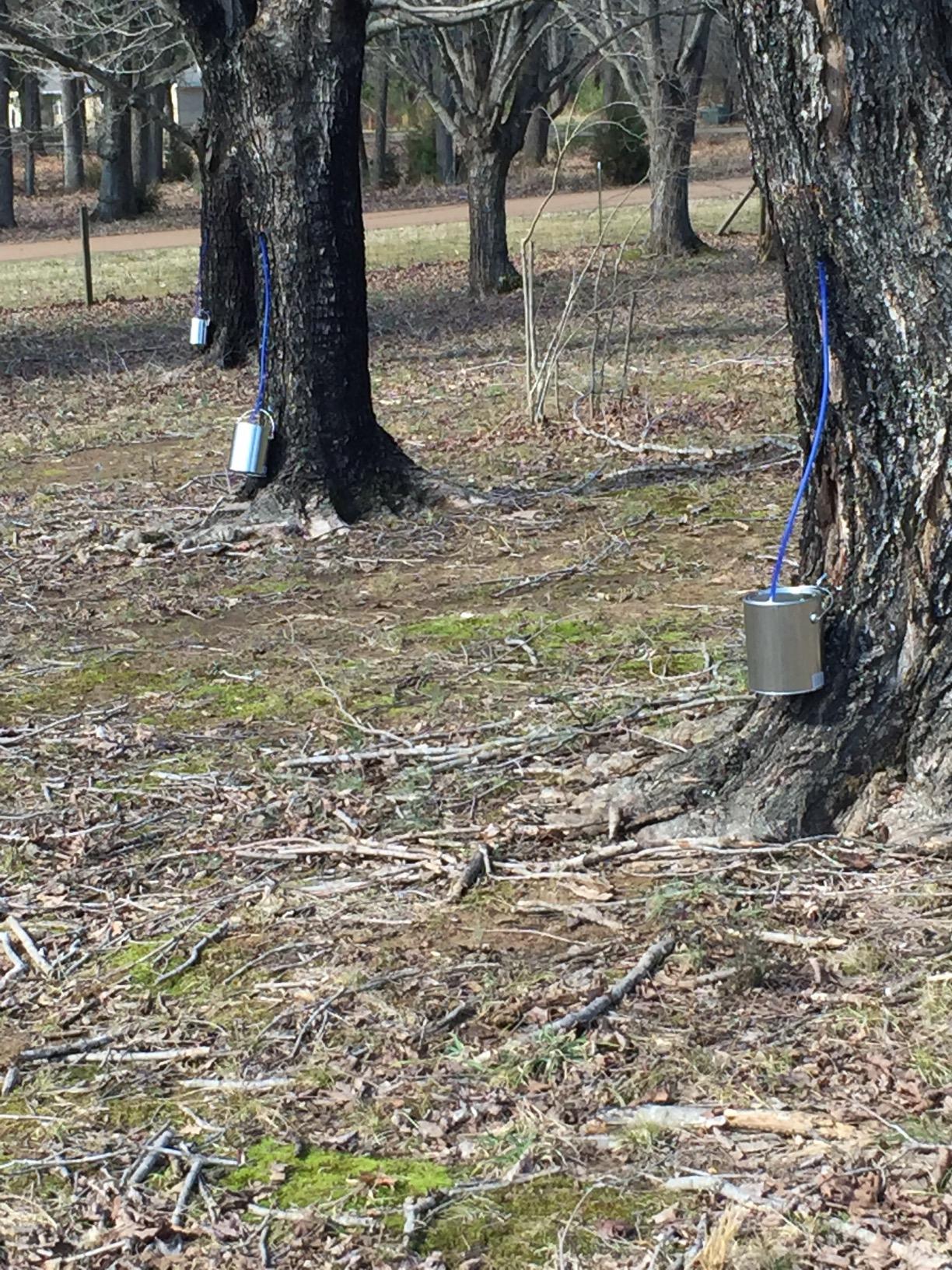 MAPLE TAPPER Maple Syrup Tree Tapping Kit - (10) Spiles + (10) 3' Tubes + (1) 1 QT Maple Sap Filter + 80 Page Book 