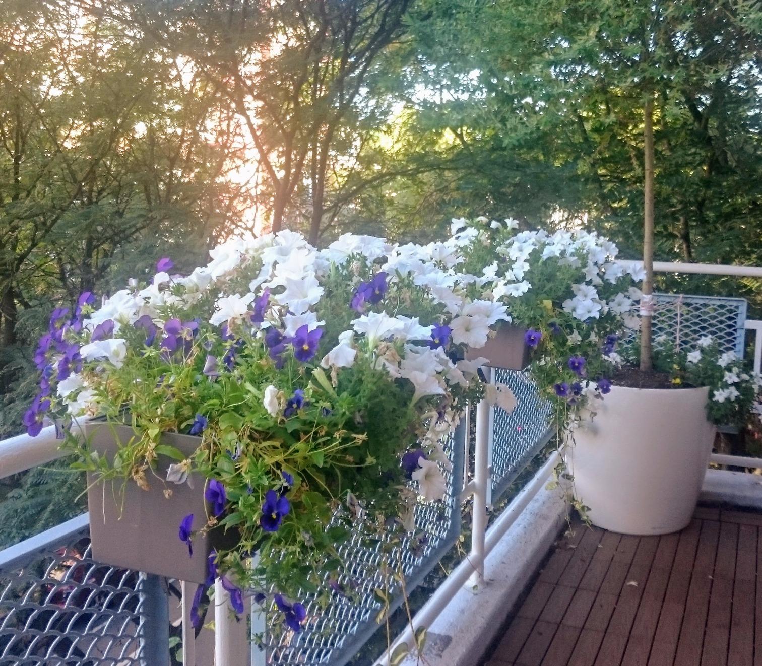 Lechuza Balconera Color 80 Self-Watering Planter for Indoor and Outdoor Use, 31 inch x 7 inch x 7 inch, White Matte customer photo 1