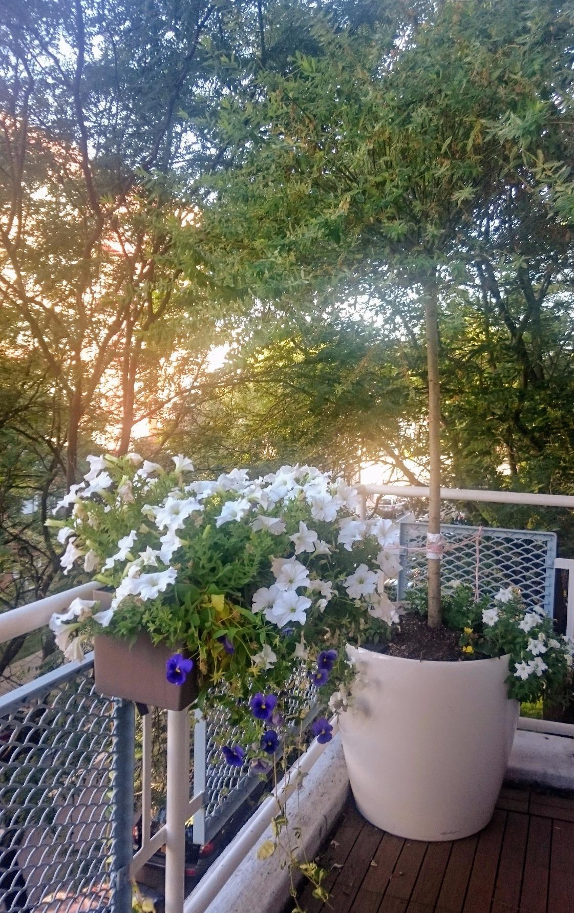 Lechuza Balconera Color 80 Self-Watering Planter for Indoor and Outdoor Use, 31 inch x 7 inch x 7 inch, White Matte customer photo 2