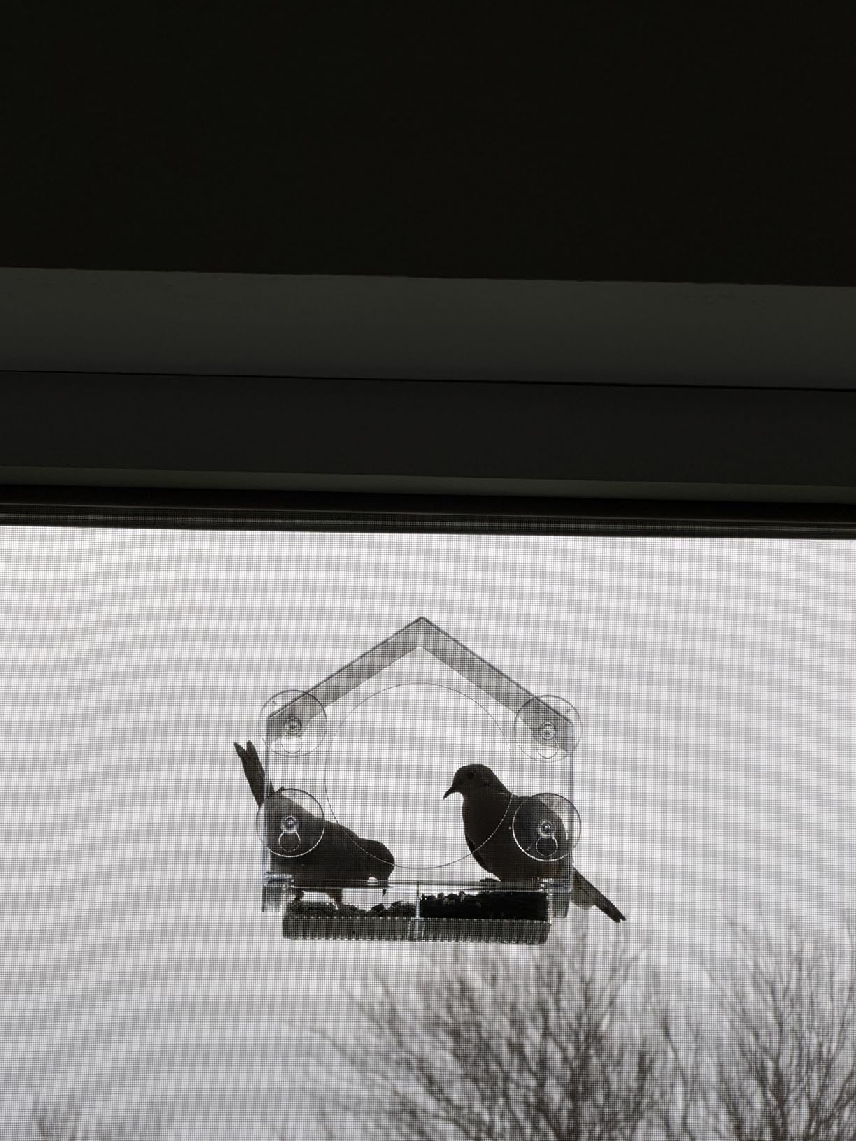 Nature Anywhere Window Bird Feeder - Weather Proof Transparent Acrylic Bird Feeders for Outdoors - Enhanced Suction Grip, Bird Watching for Cats, Easy-to-Clean, Outdoor Birdhouse Feeder (1 Unit) customer photo 1