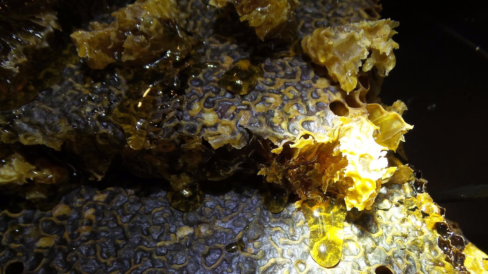 Ware Manufacturing Home Harvest Bee Hive, Allows for Natural Honeycomb Building - Complete Bee Hive Setup Kit customer photo 2