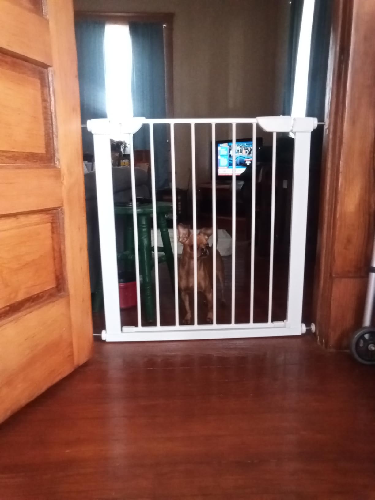 MidWest Homes for Pets 39-Inch High Walk-Thru Pressure Mounted Steel Dog Gate, Expands to 38 Inches Wide, Includes 3-inch Extensions, Textured Graphite customer photo 1