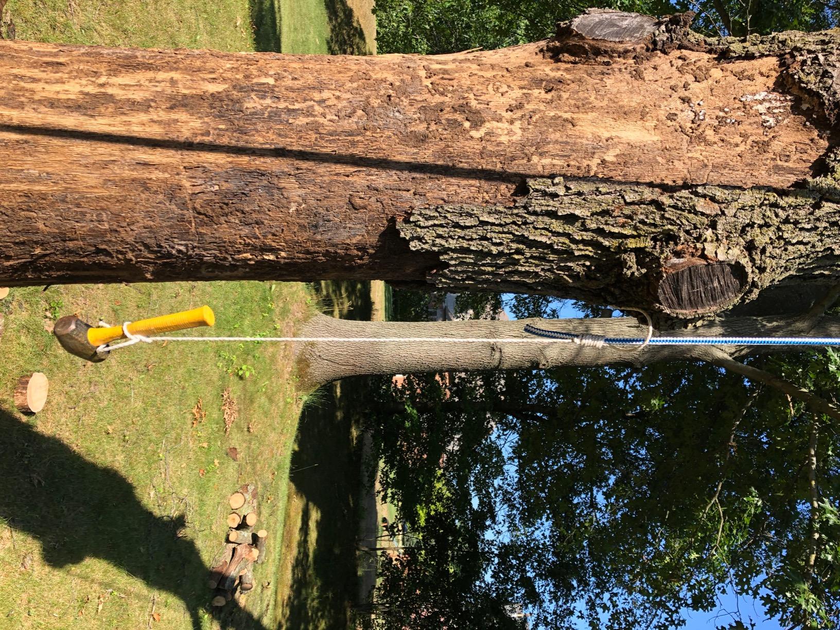 Blue Ox Rope 12 Strand Arborist Rope 1/2 Inch by 150 Feet, Blue/White, Made in the USA customer photo 2