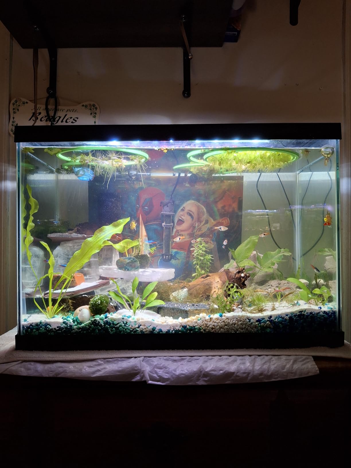 Tetra Aquarium, 20 Gallon, Complete Tropical Fish Tank Kit With LED Lighting And Decor For Freshwater Fish customer photo 2
