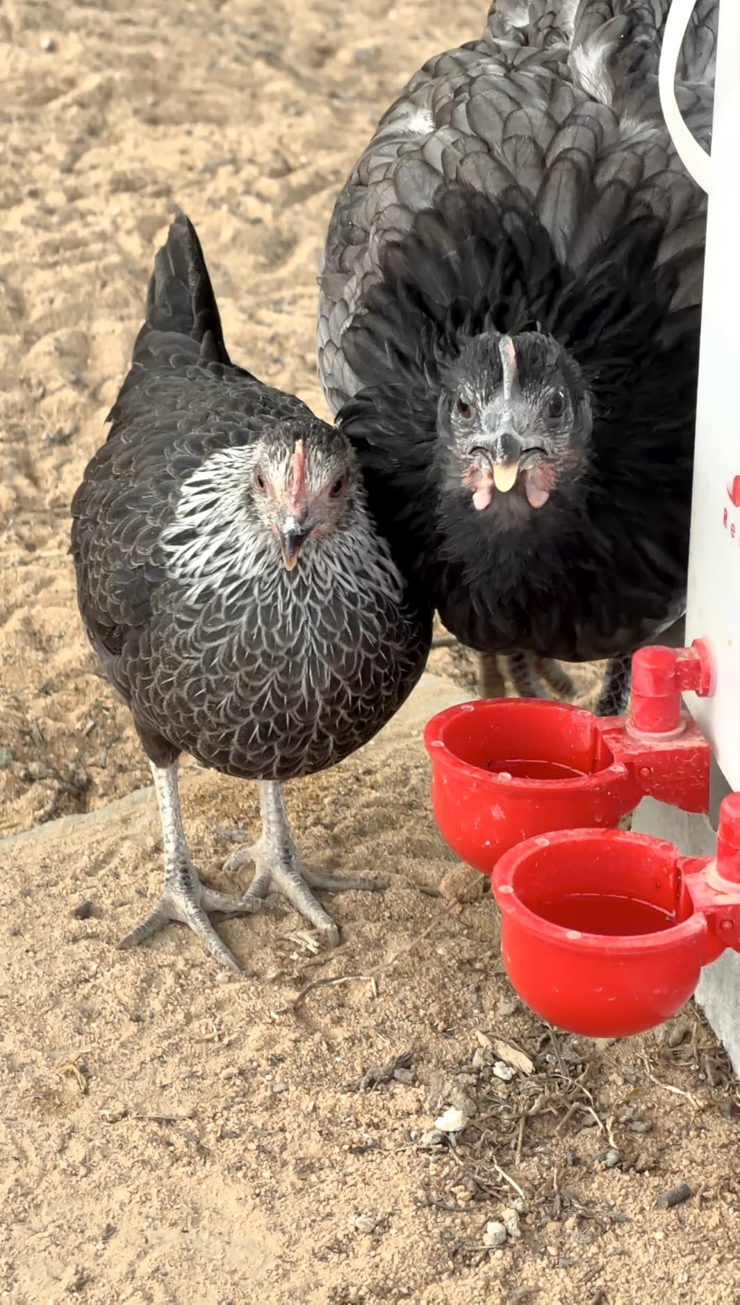 RentACoop 5 Gallon Chicken Waterer with 4 Auto-Fill Water Cups, 4 Horizontal Nipples, and Custom Adjustable Stand; BPA-Free; Large Capacity Poultry Waterer- Corner Placement customer photo 2